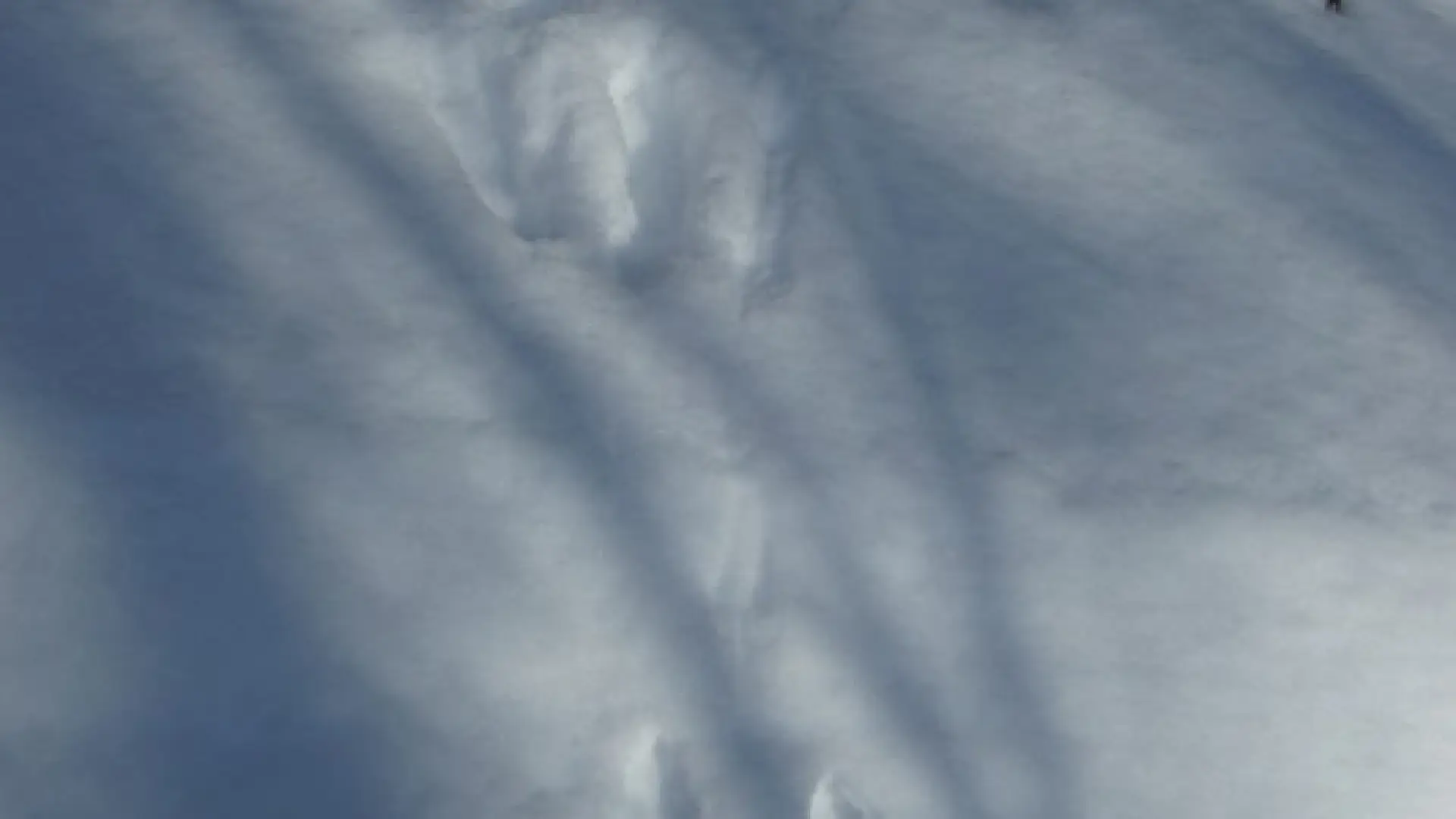 Snowshoe Hare Tracks in the Snow