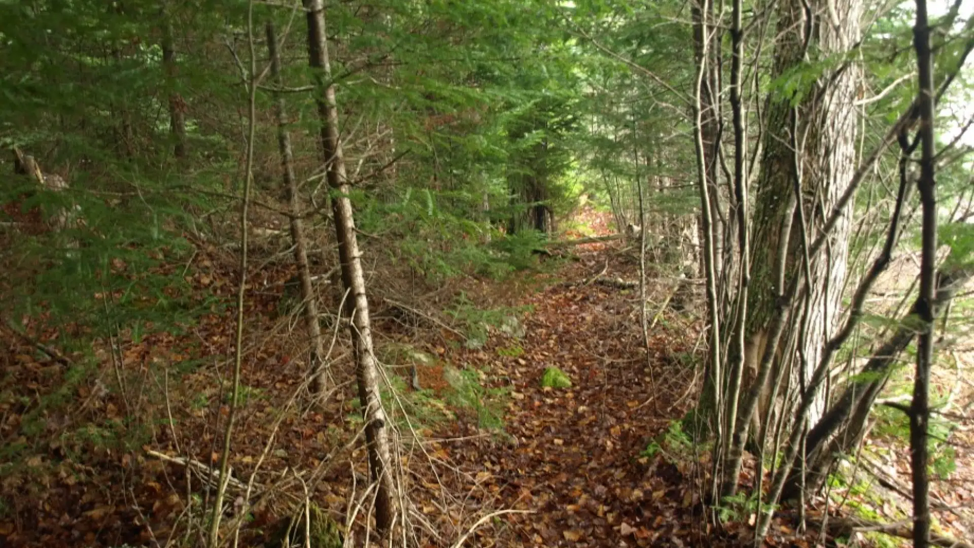Herd path to Long Pond