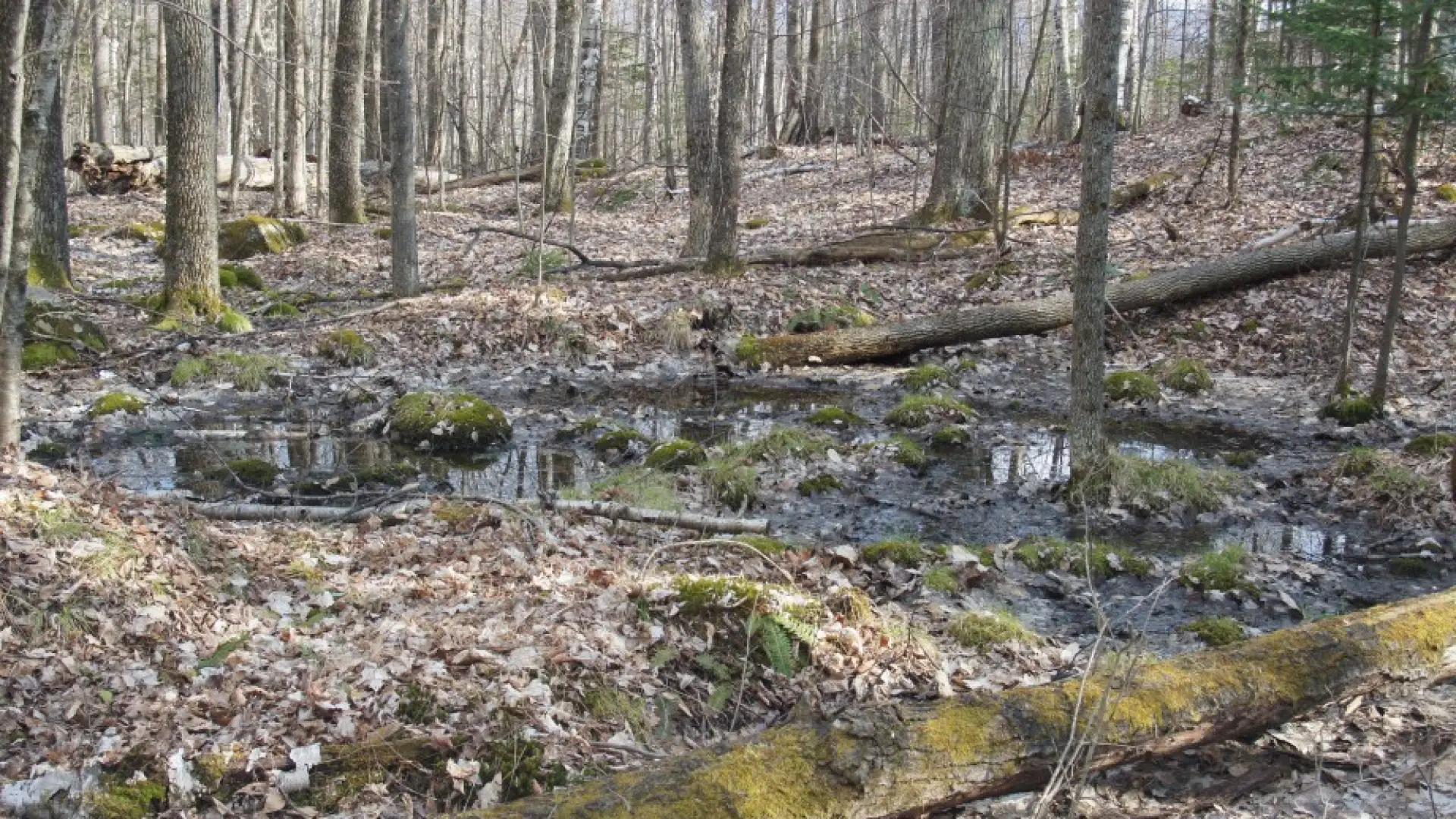 Vernal Pool Haystack Trailhead
