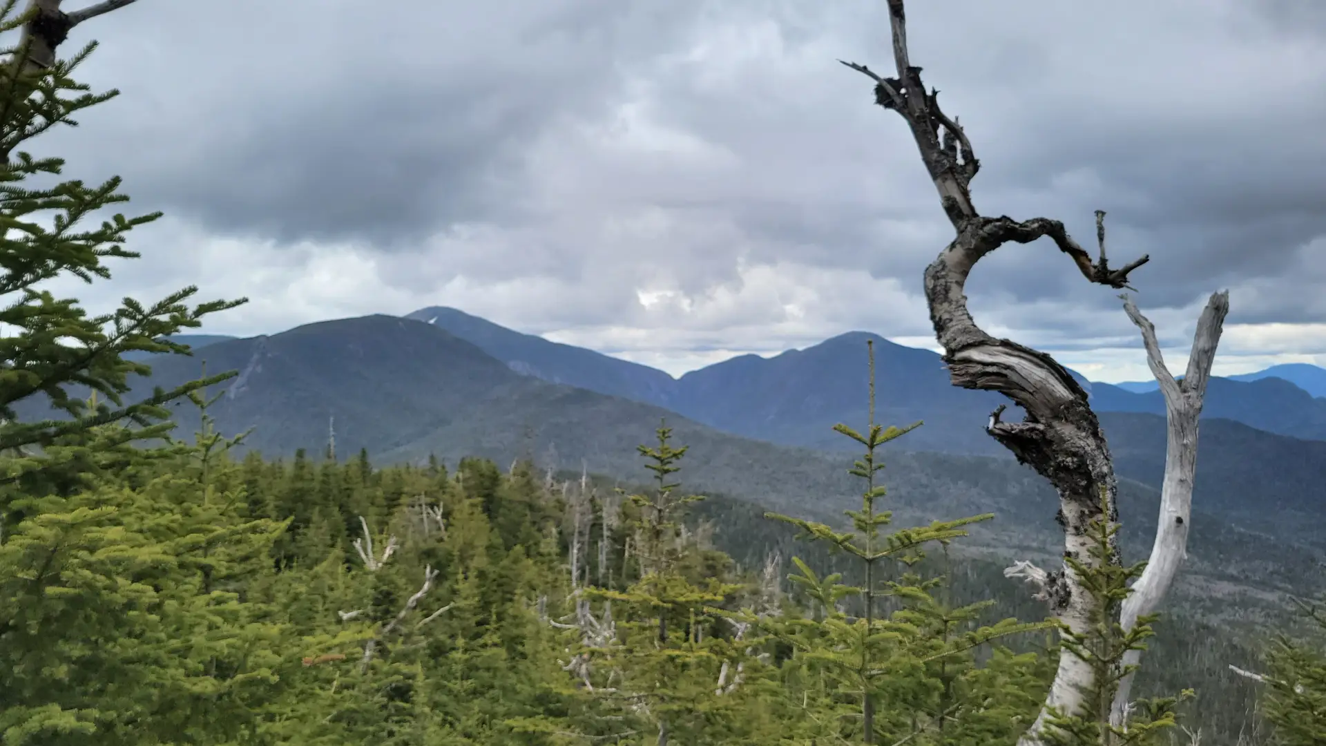 A mountain view with a curved dead tree