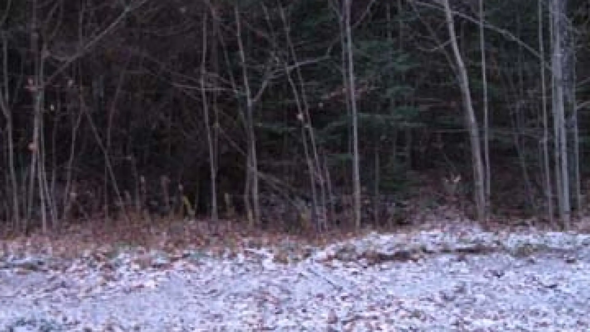 First Snow