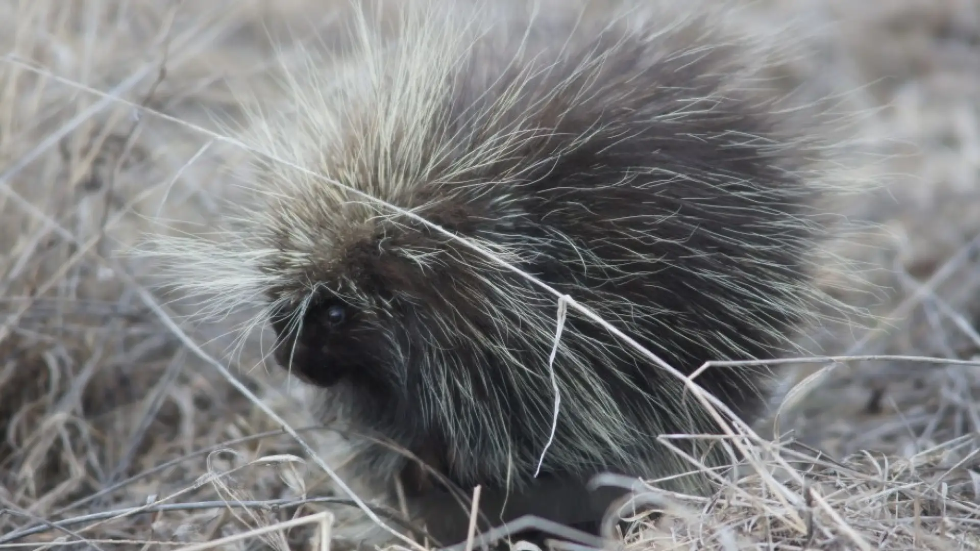 porcupine Westport area