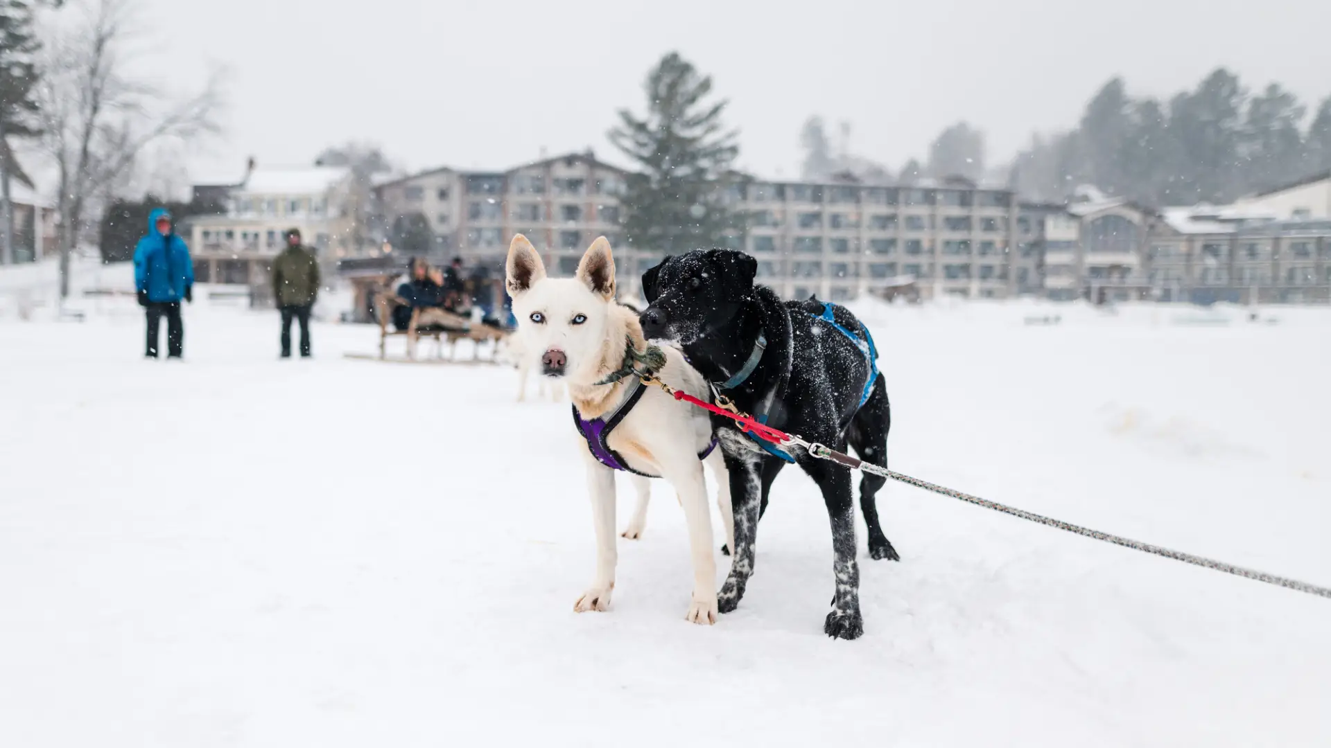 A dog sled team rests on the snow.
