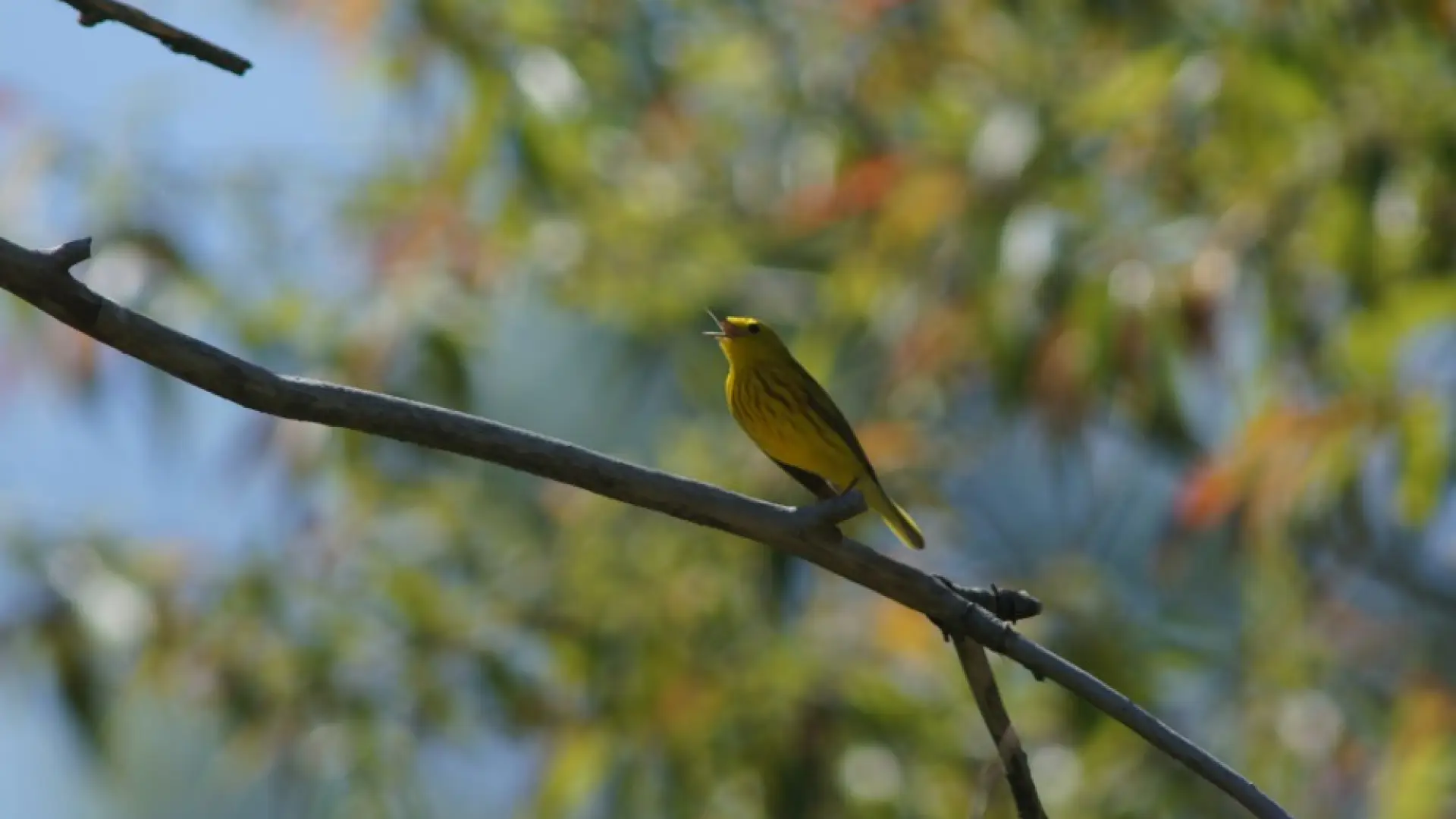 Yellow Warbler Male