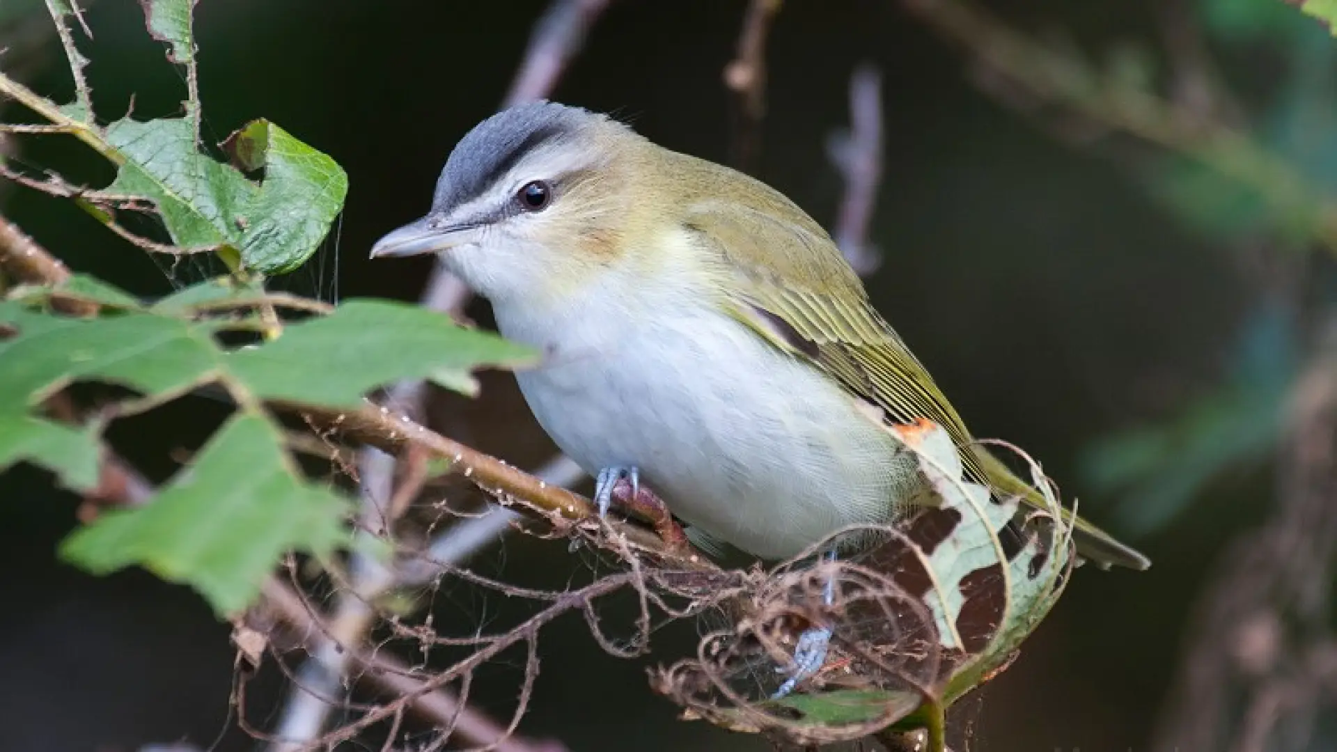 red-eyed vireo - Larry