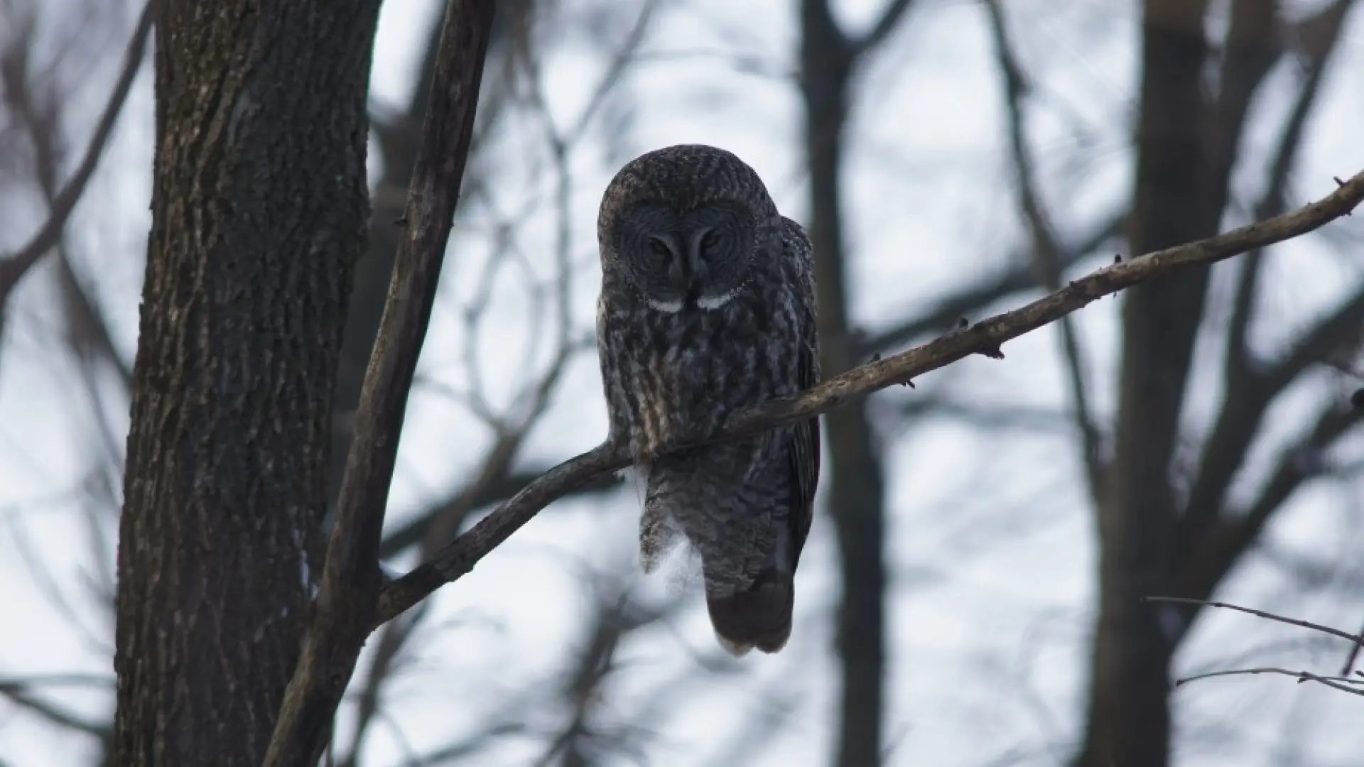GGOW - Quebec