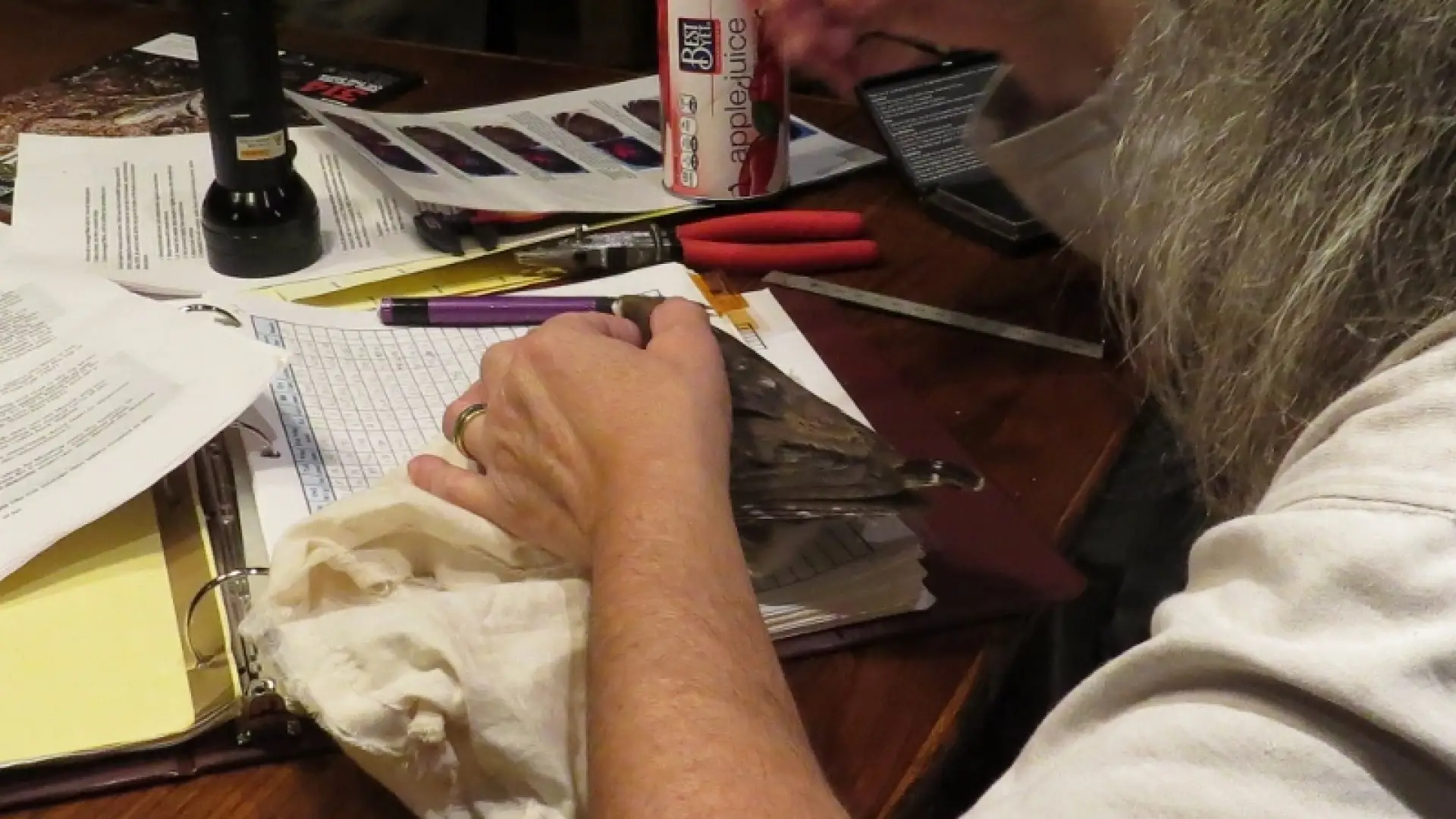 Wing length measure of Northern Saw-whet Owl