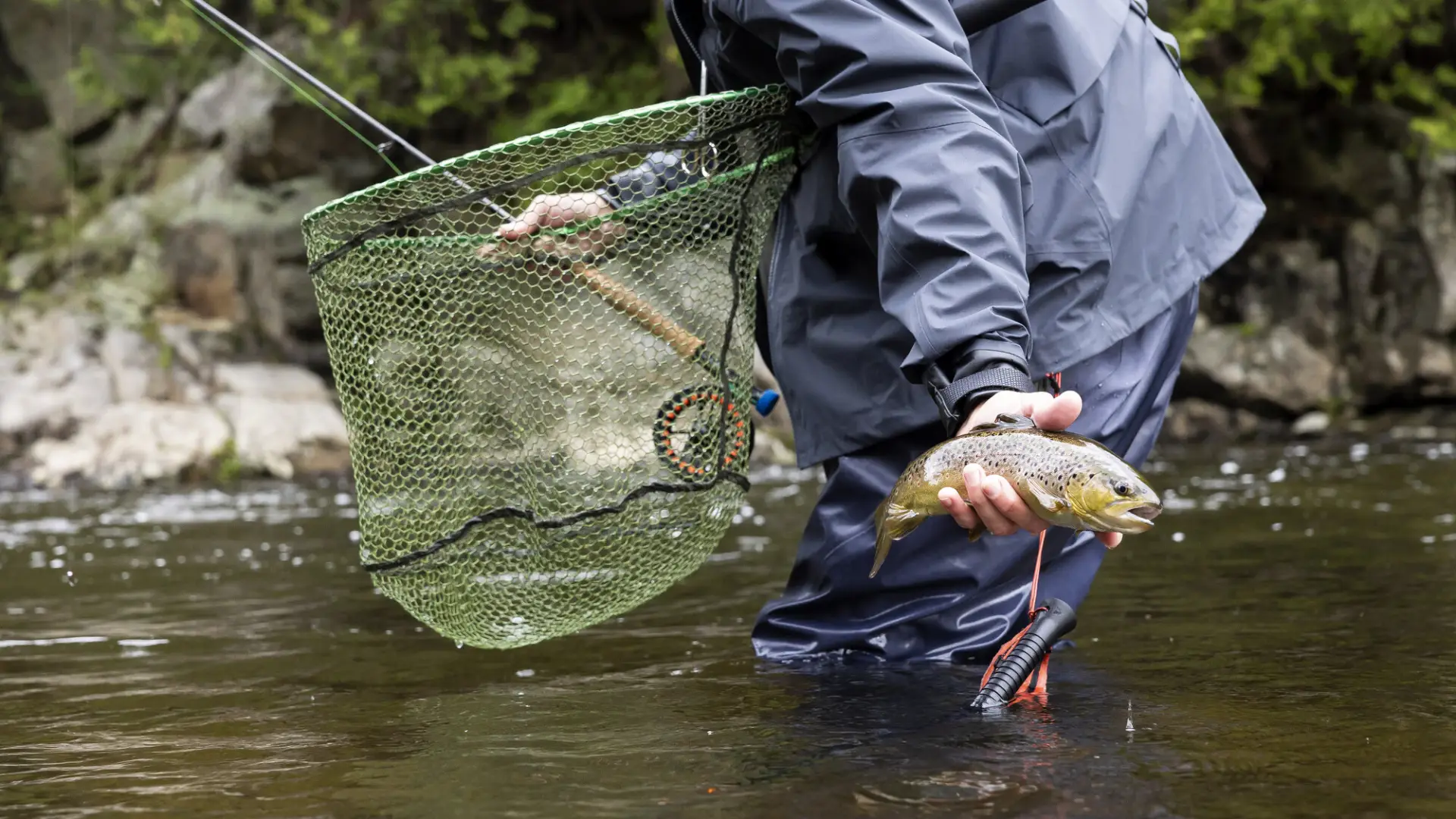 Angler holds fish in one hand, net under their arm, and rod in the other hand while standing in river in navy blue waders