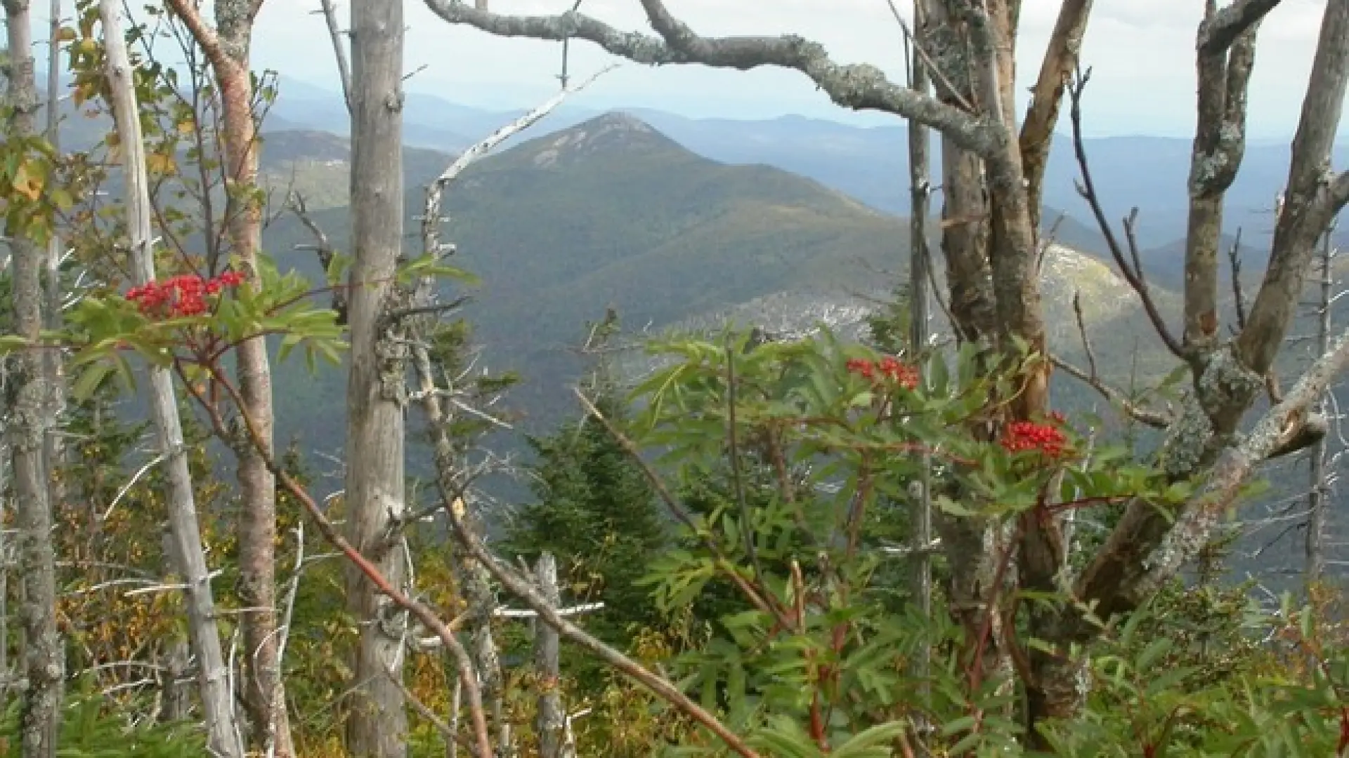 A glimpse of Dial Mountain through the trees.