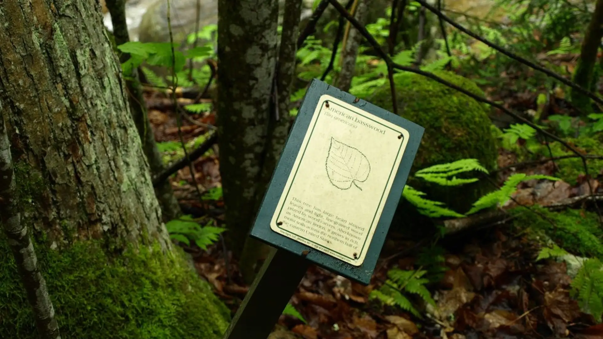 A sign for American basswood