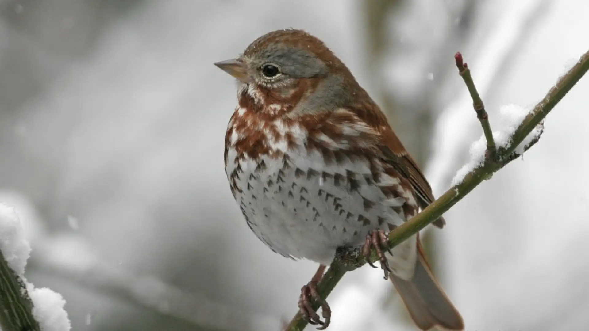 fox sparrow - Larry