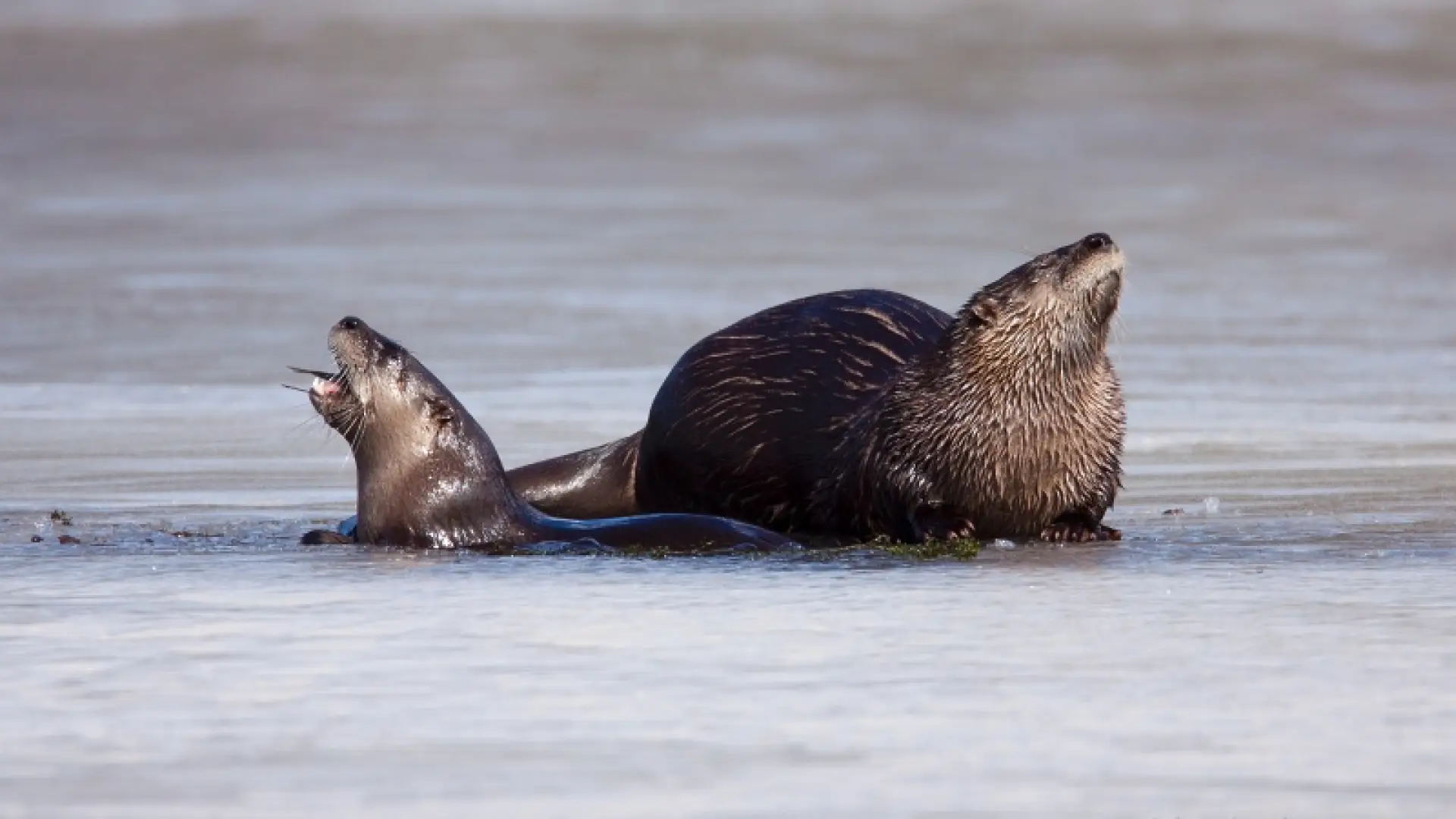 otters - ice - Larry