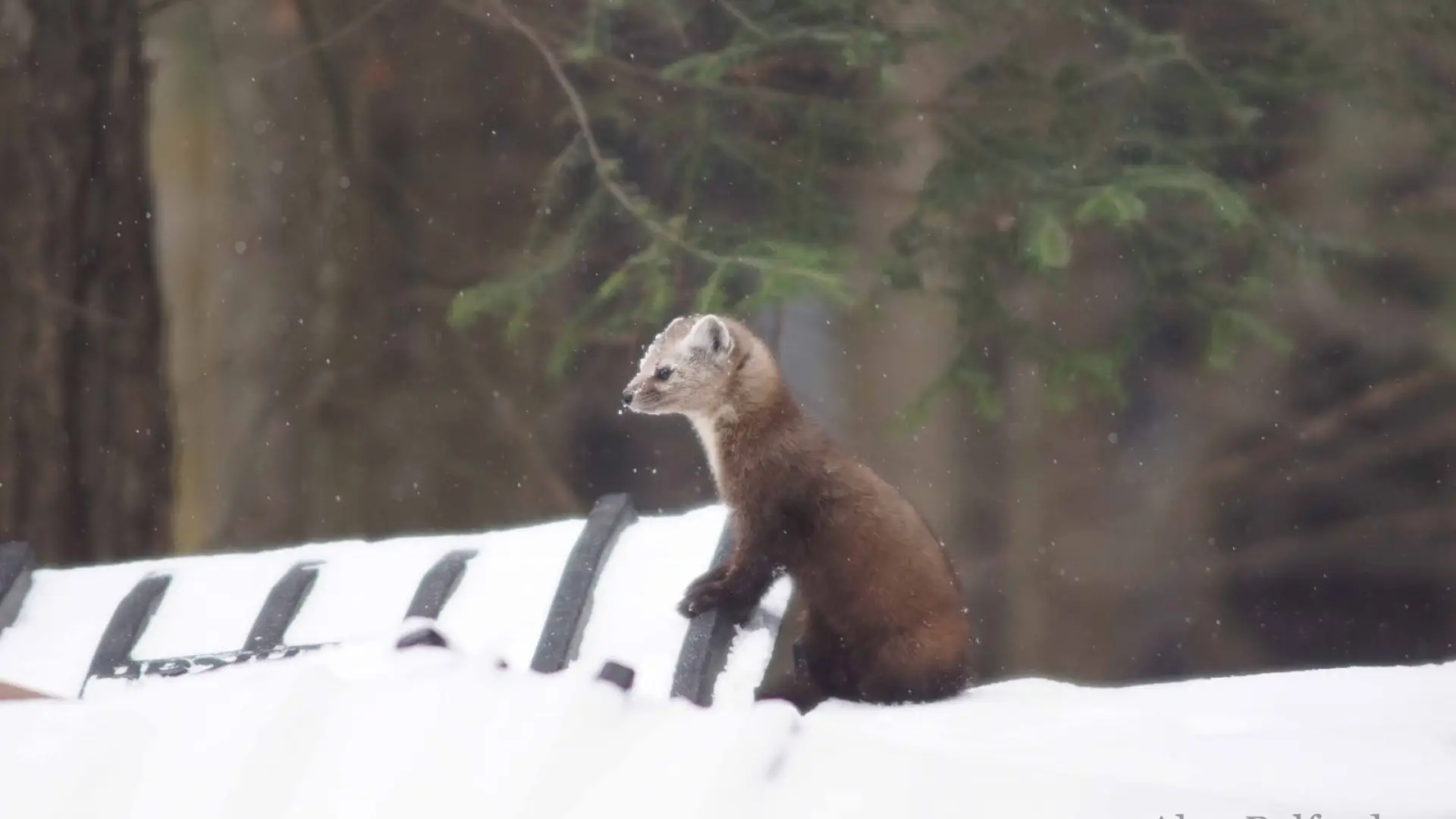 A marten looks around from its perch atop a dumpster.