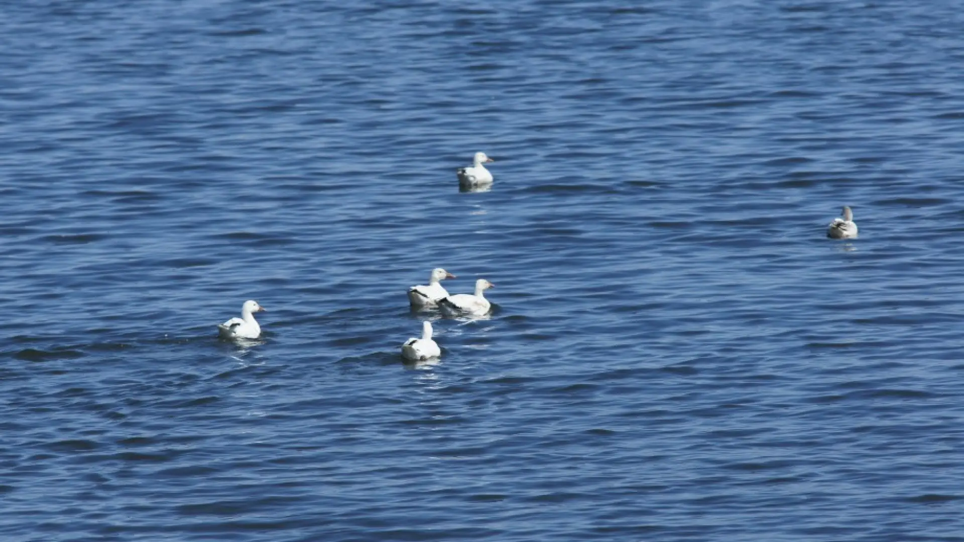 Snow Geese Rouses Point