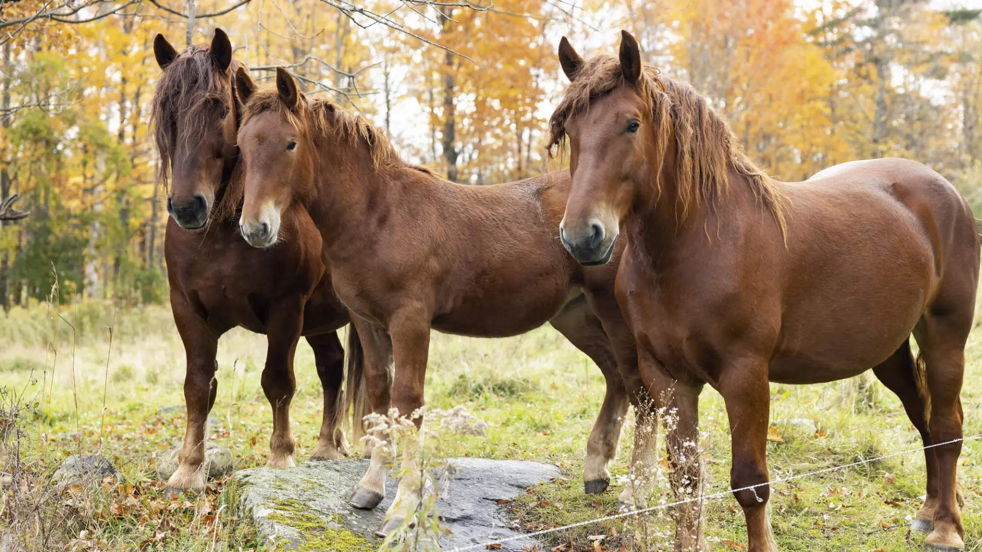 Three horses stand in a pasture. 