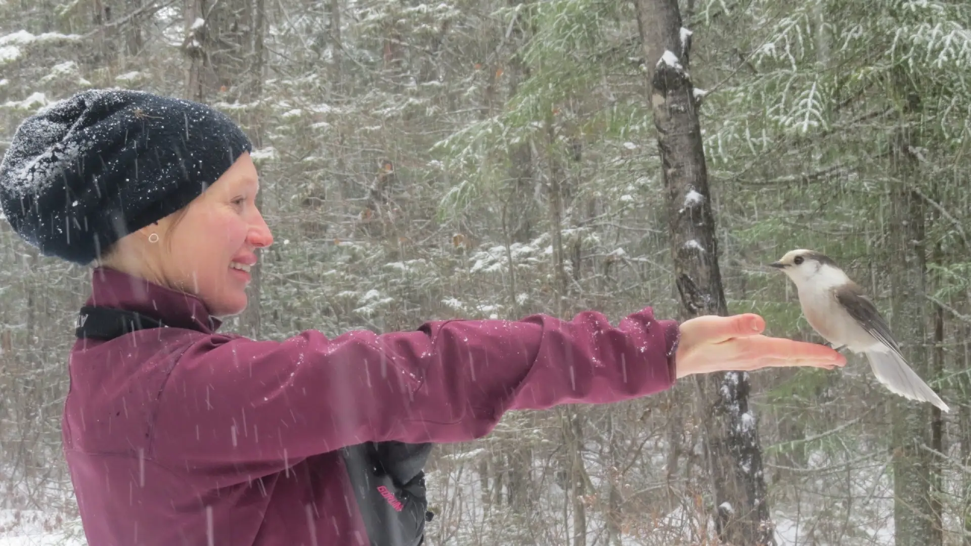 Gray Jay landing on Sarah's hand for raisins!
