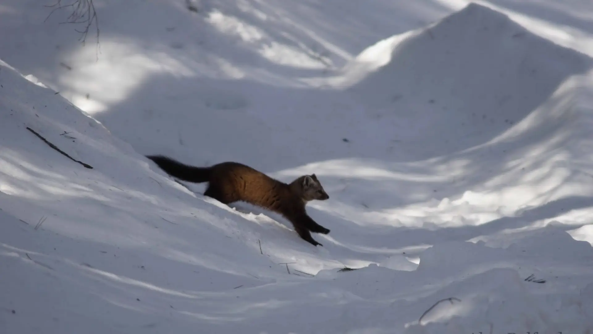 A marten hops down a snowbank in its search for food.