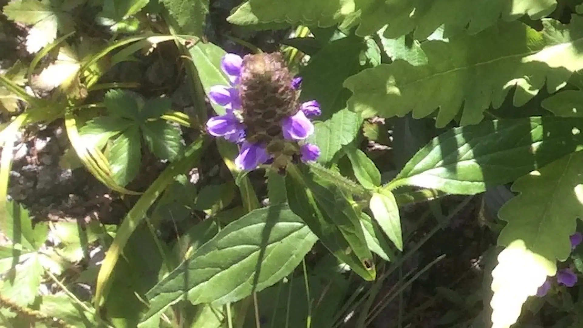 Teasel (Dipsacus fullonum) is beloved of monarch butterflies.