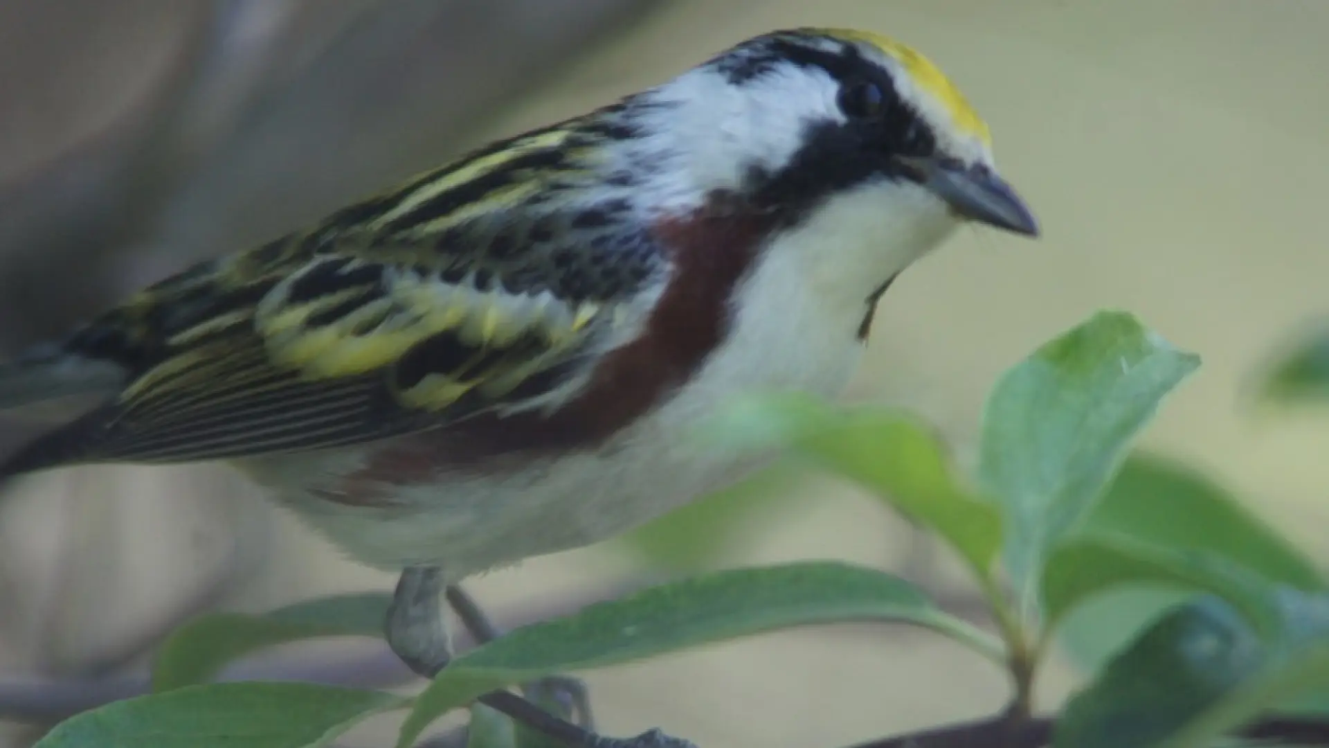 Male Chestnut-sided Warbler