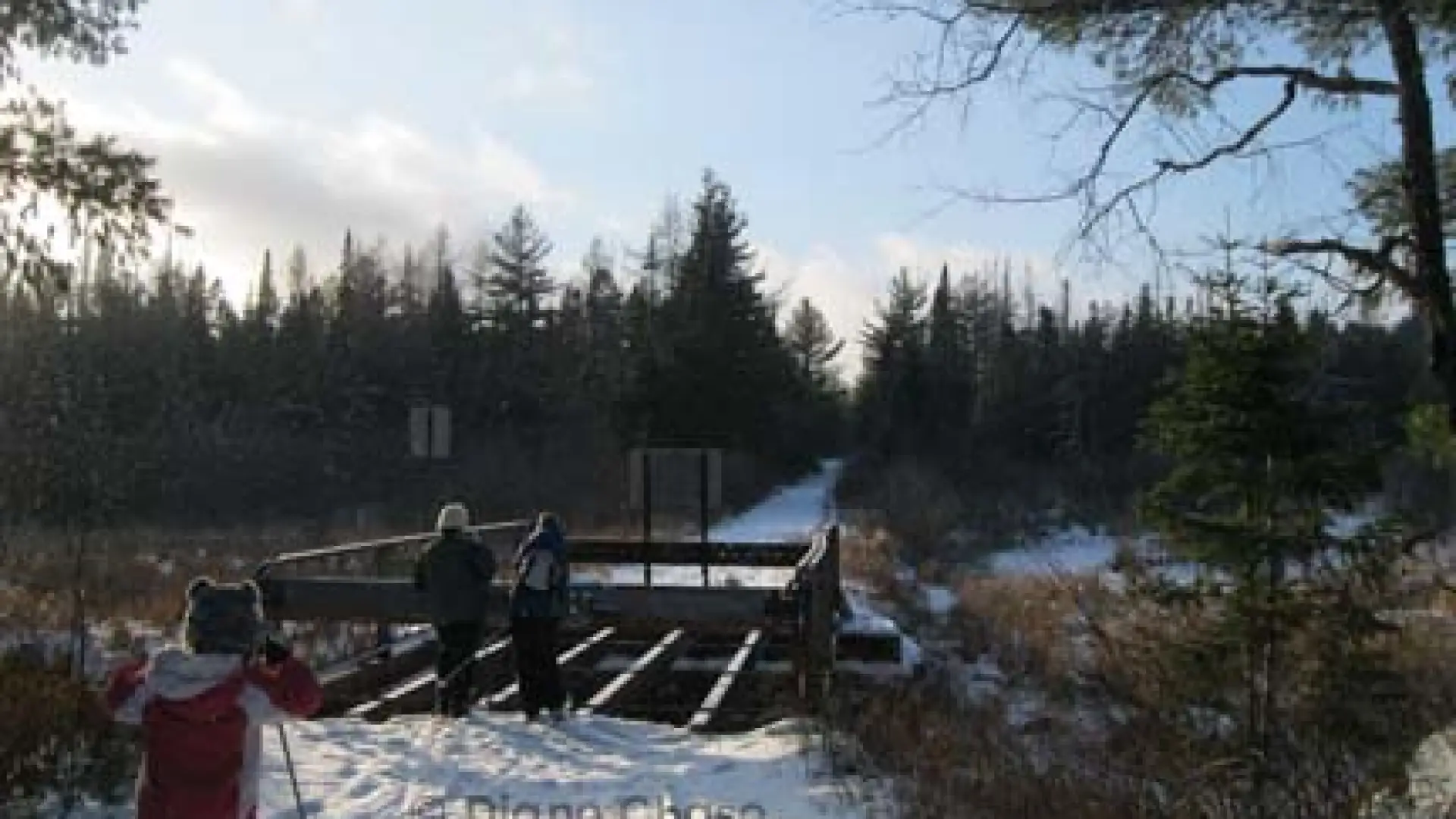 Bloomingdale Bog Cross-Country Ski Trail