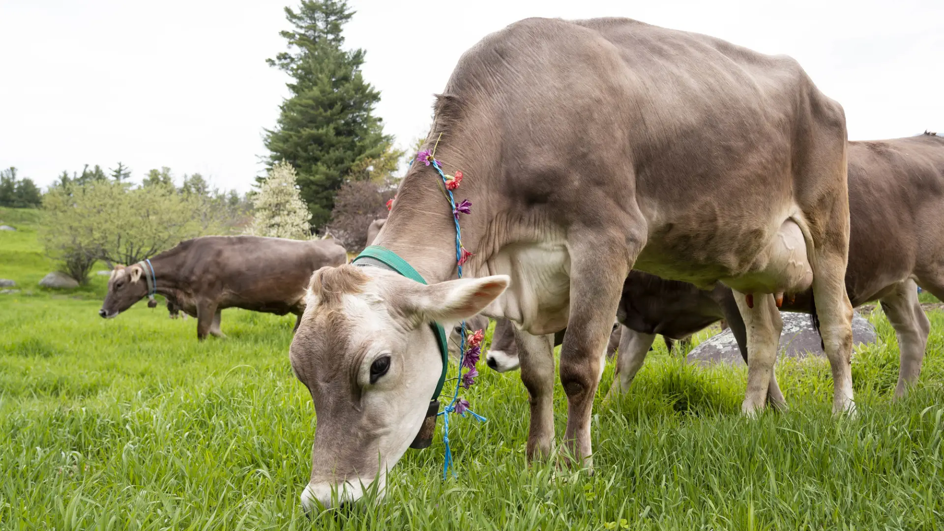 A herd of brown cows graze in green grass. 