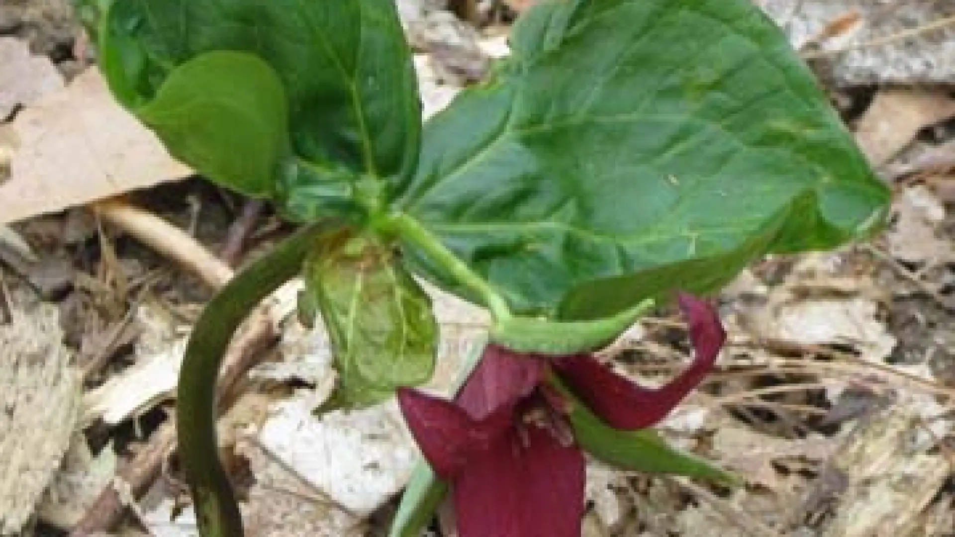 Trillium