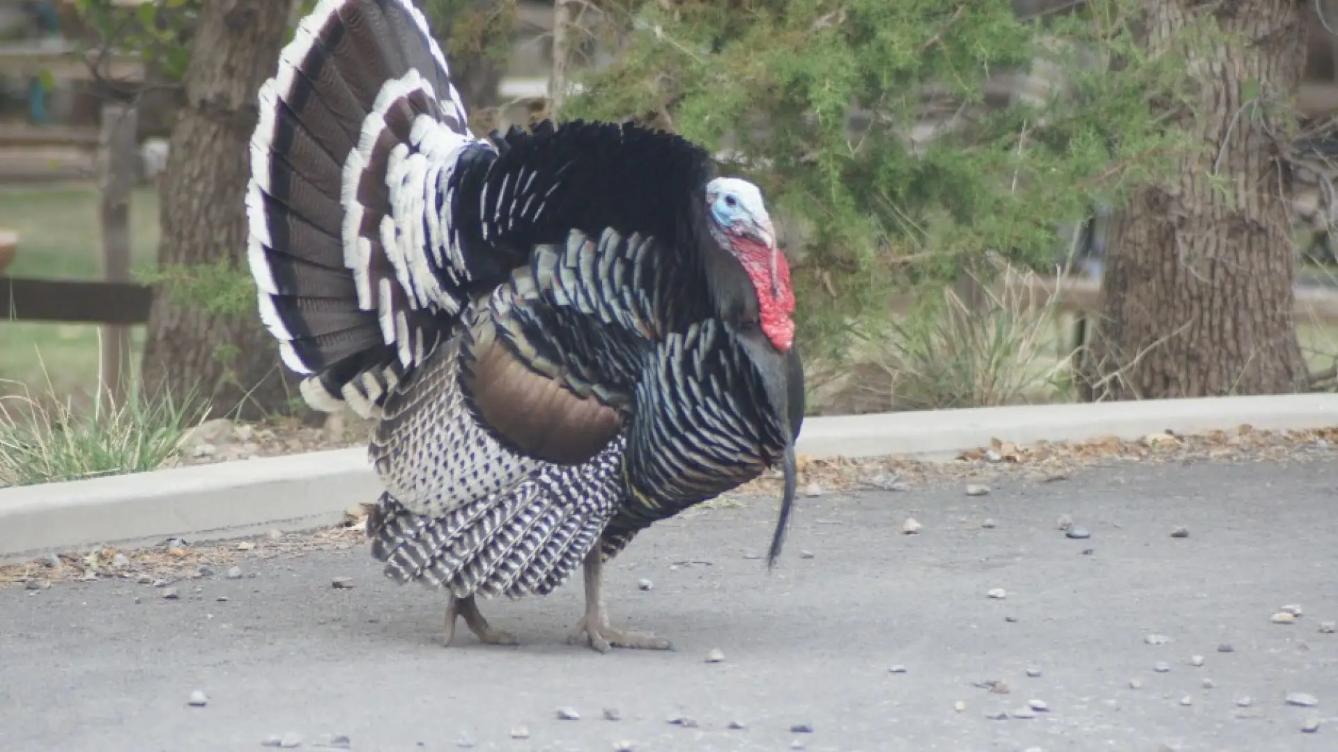 Ramsey Canyon turkey