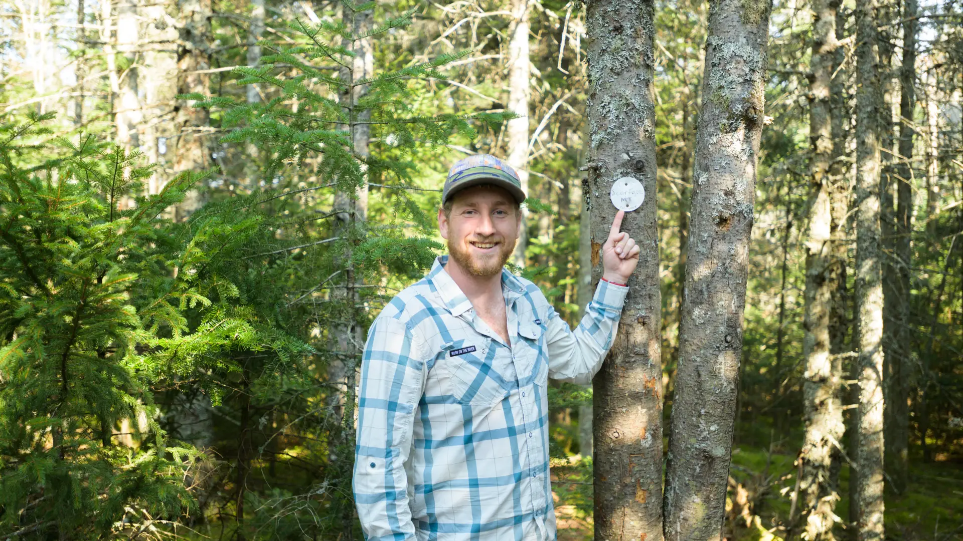 Hiker on a treed-in summit