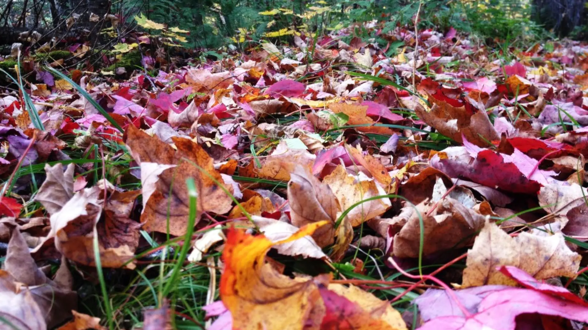 Leaves of fall foliage