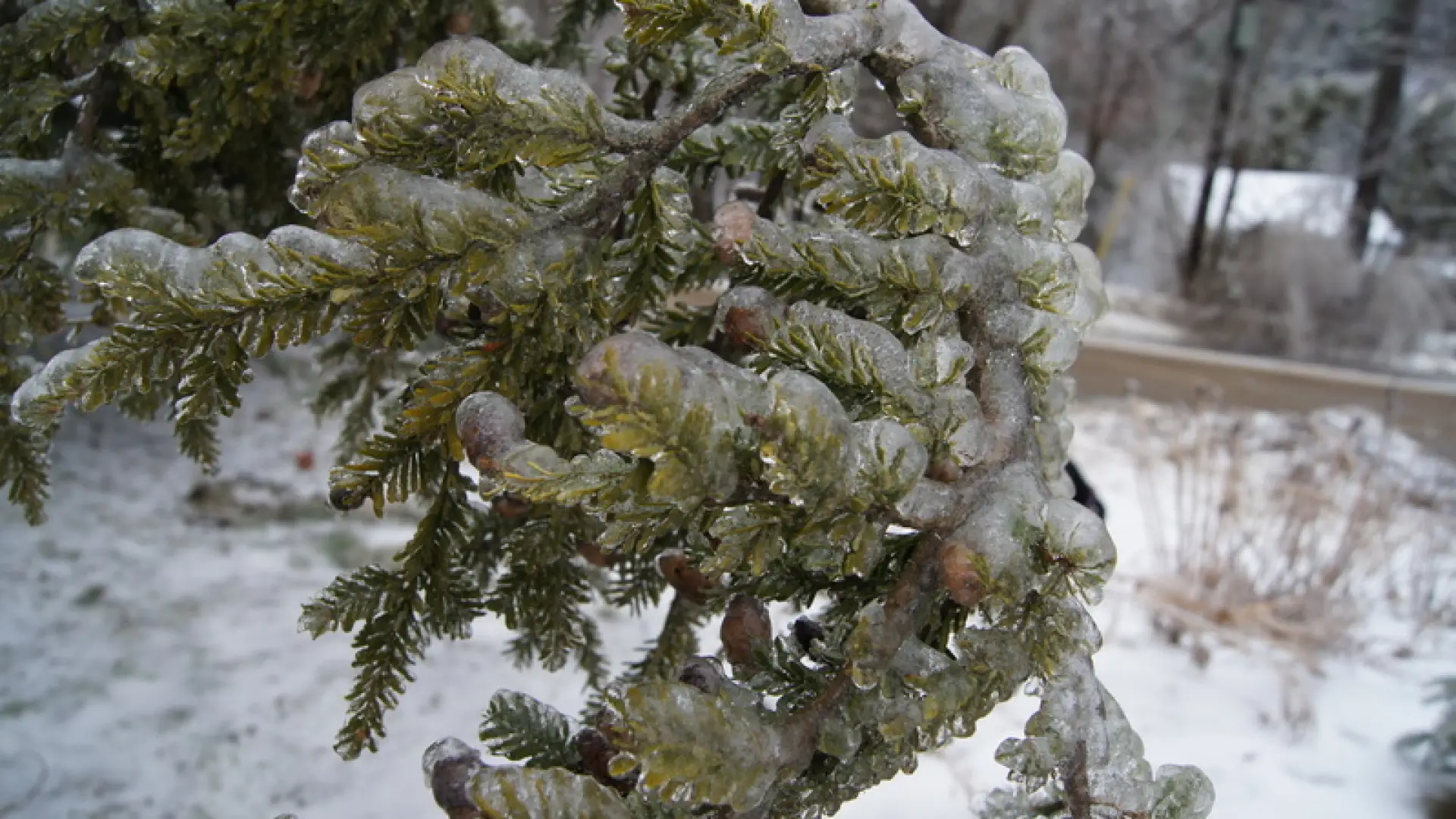hemlock ice
