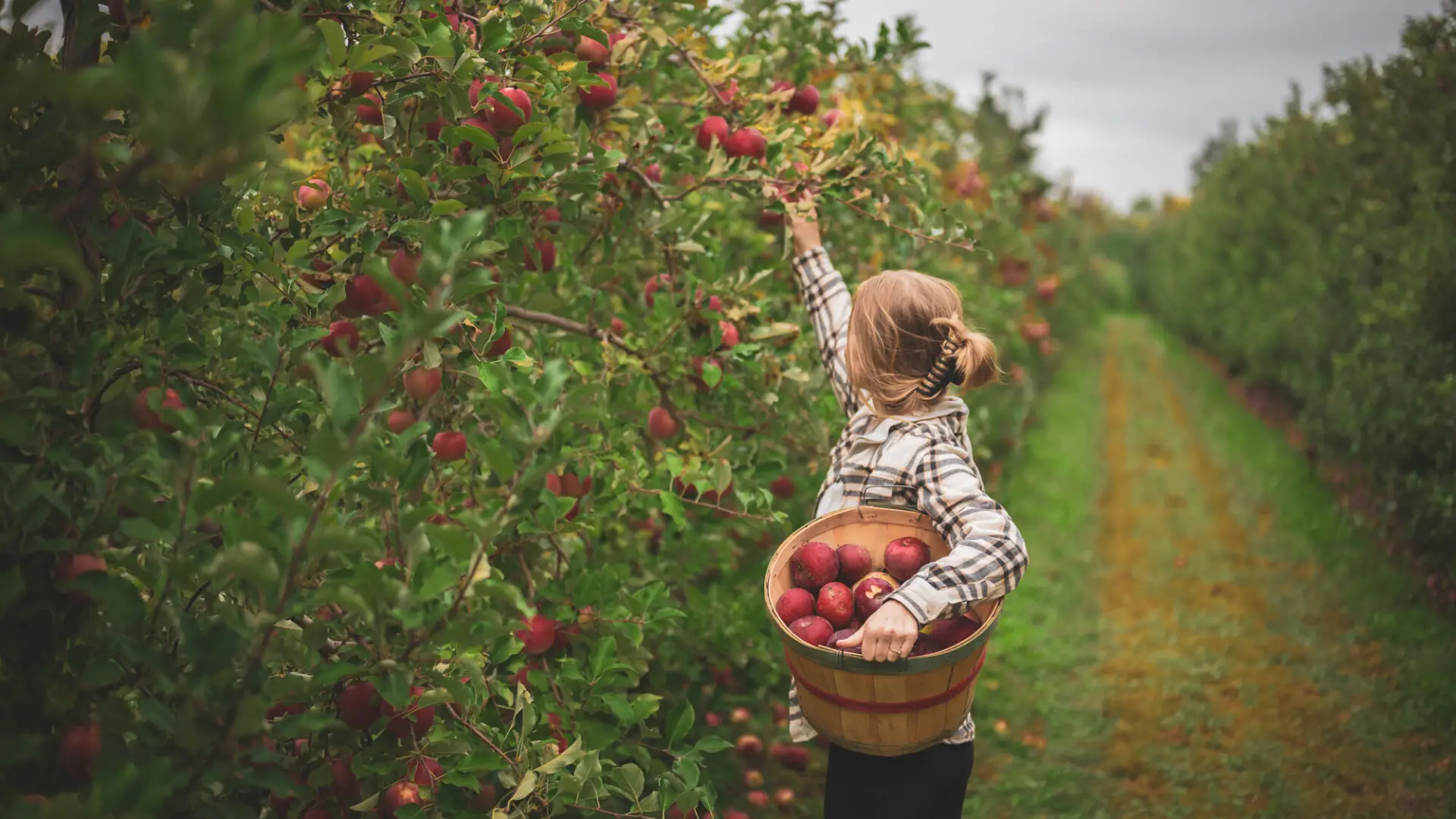 A woman picks apples in an orchard.