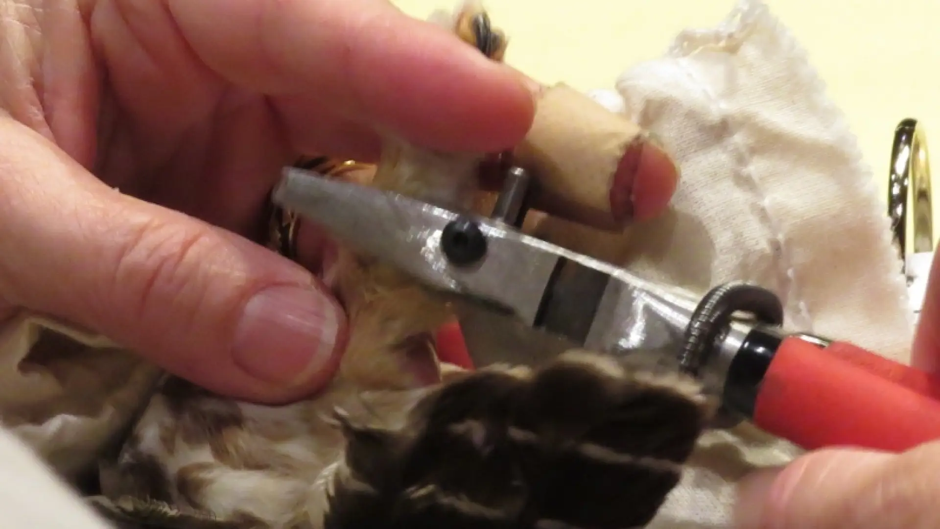 Banding a Northern Saw-whet Owl