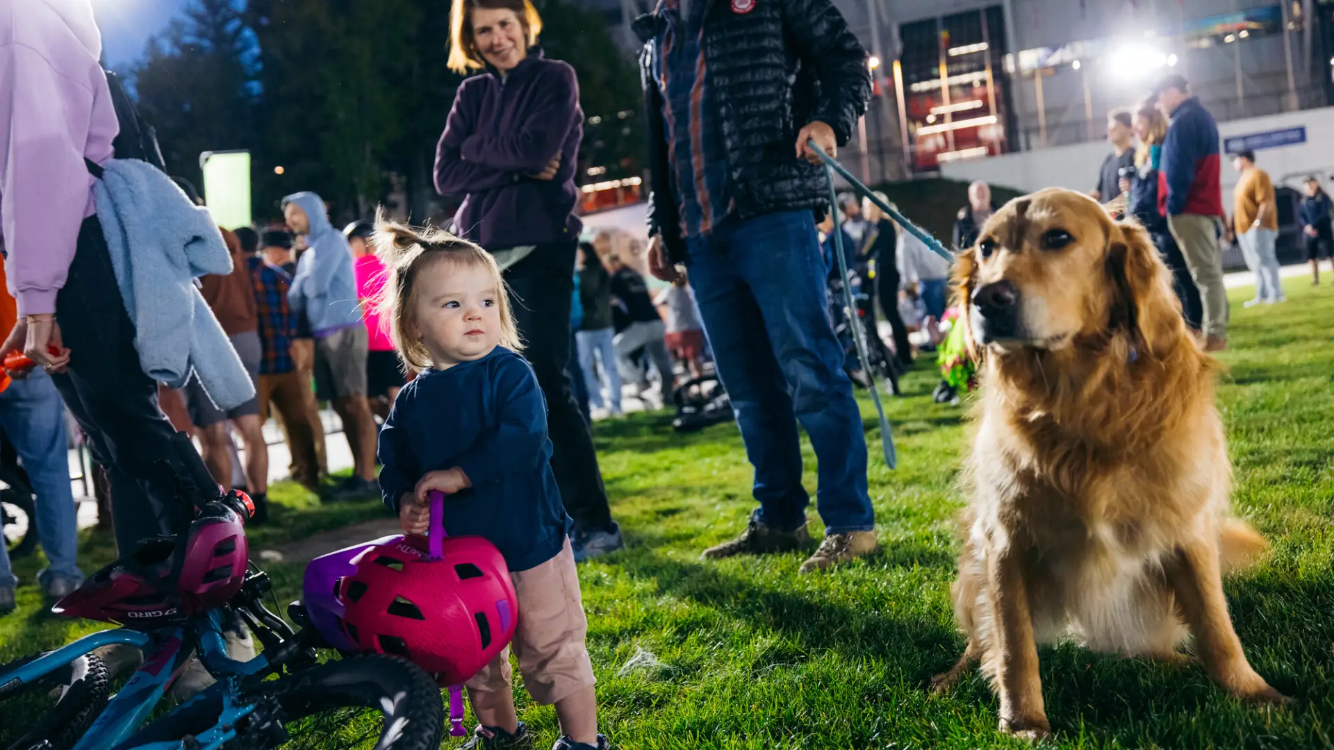 Toddler holds pink bike helmet and looks at golden retriever dog as adults look on