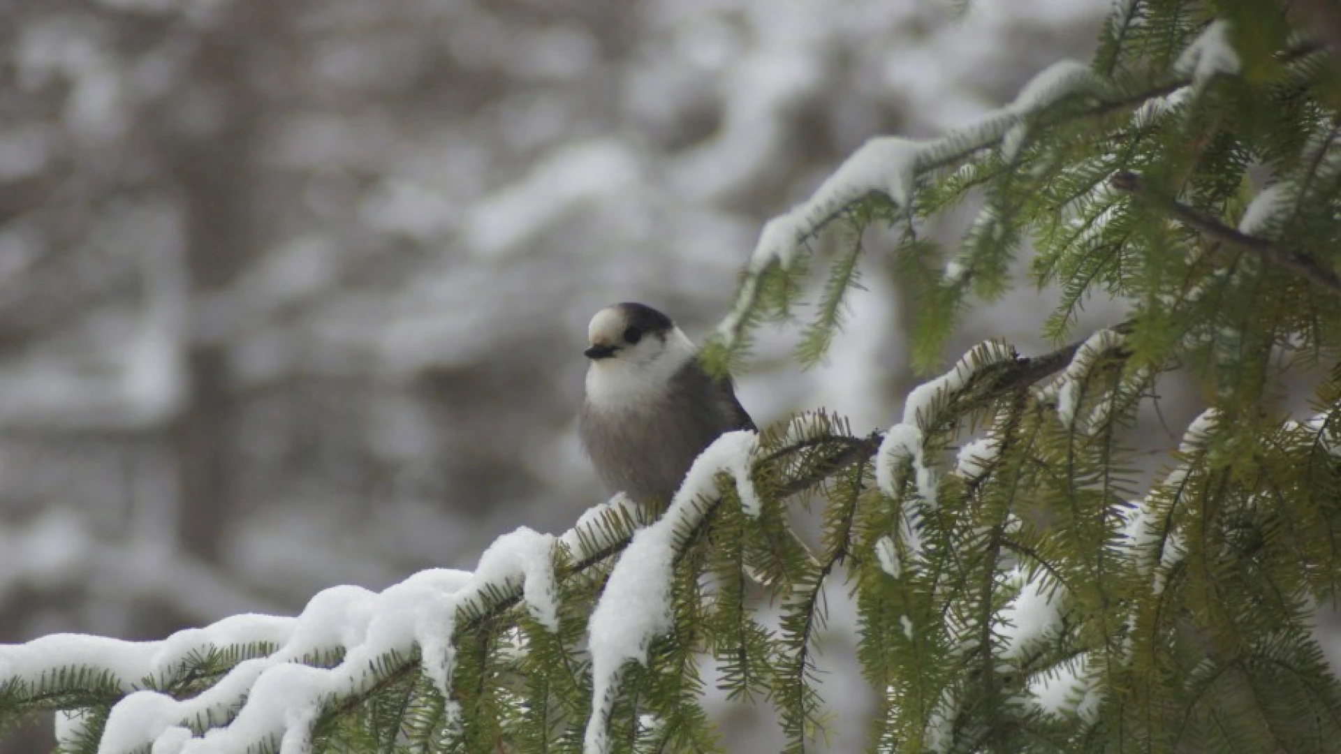 gray jay balsam