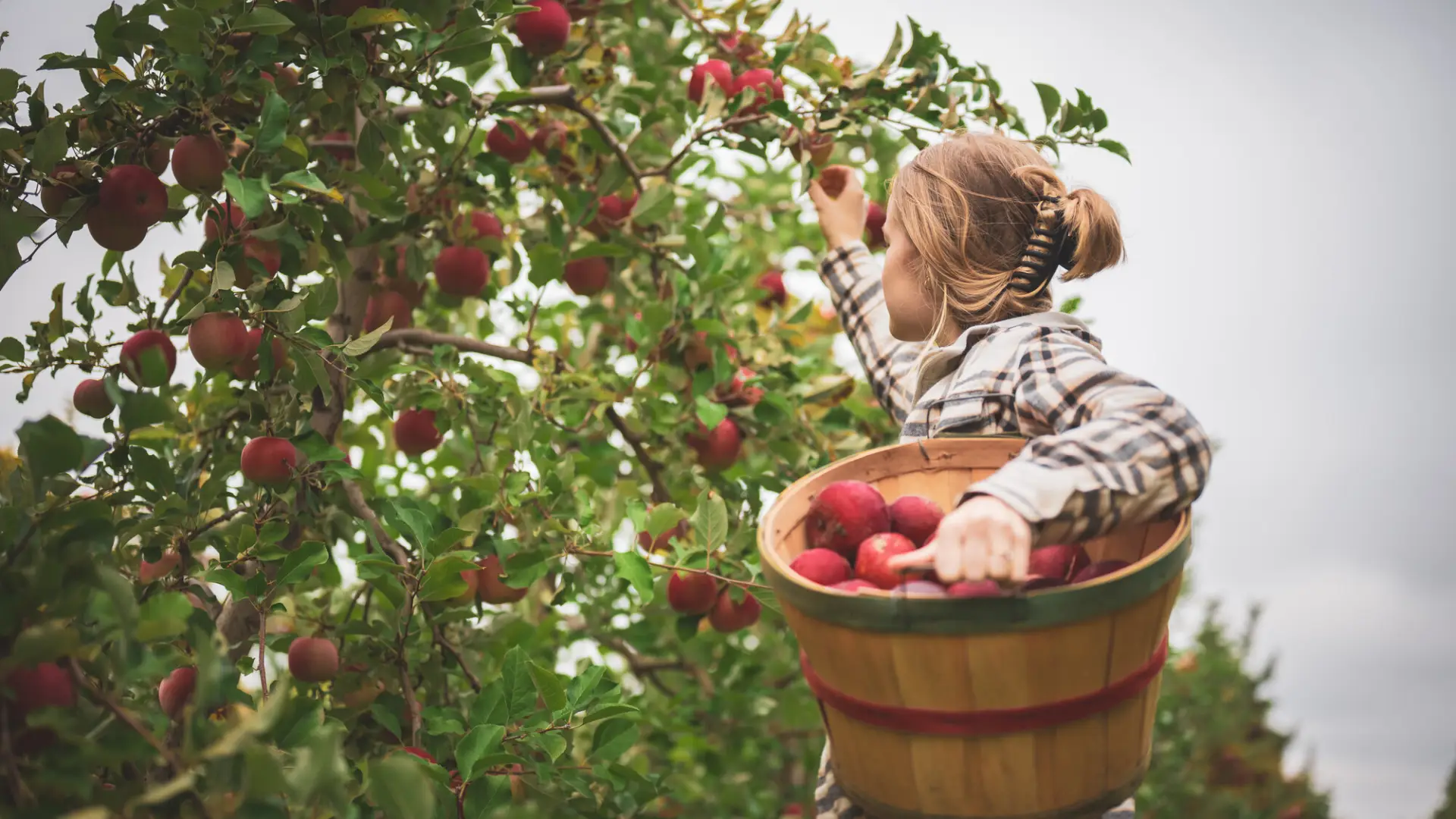 woman picks apples at an apple orchard. 