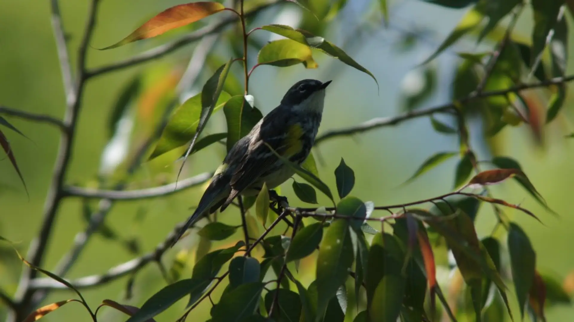 Yellow-rumped Warbler