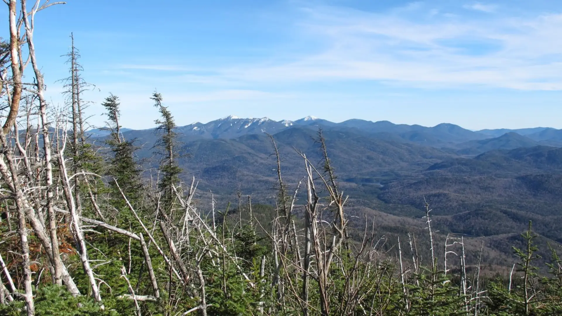 Trees tell of tough weather at the summit.