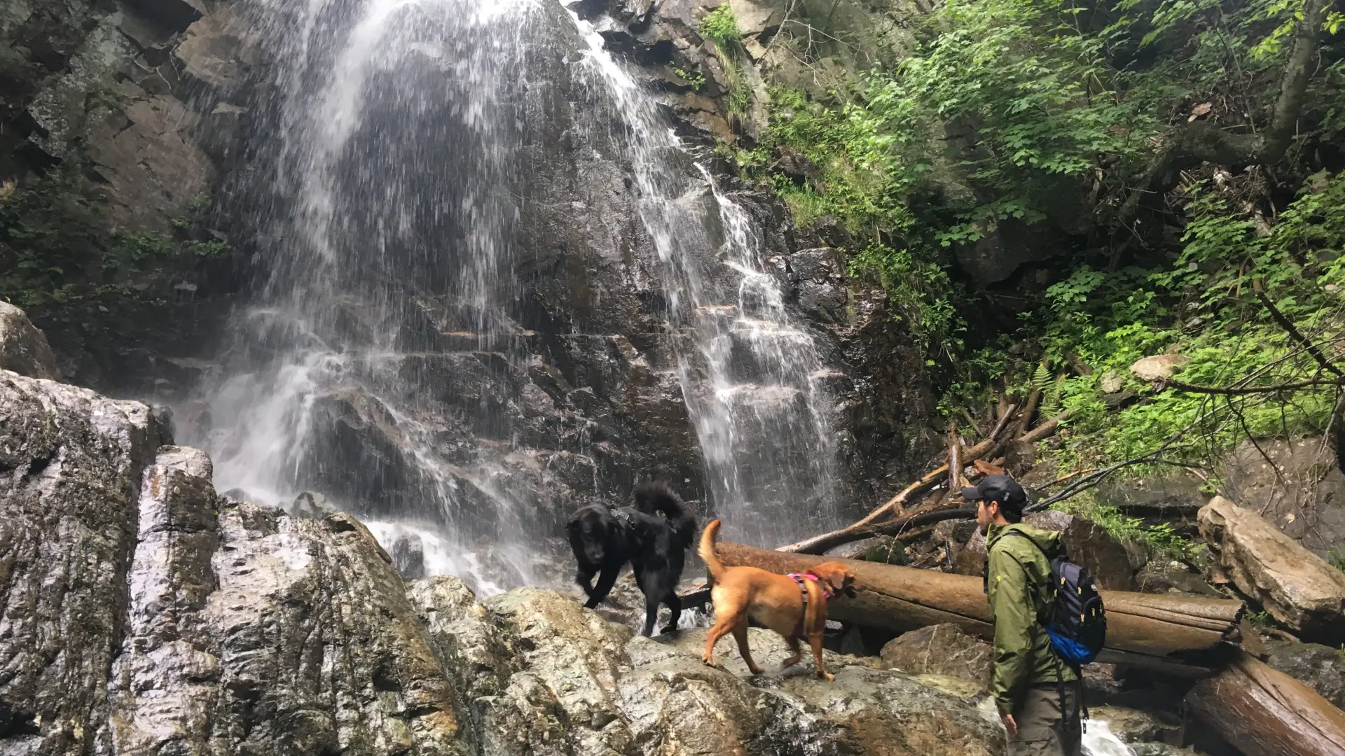 A dog and its owner at a waterfall