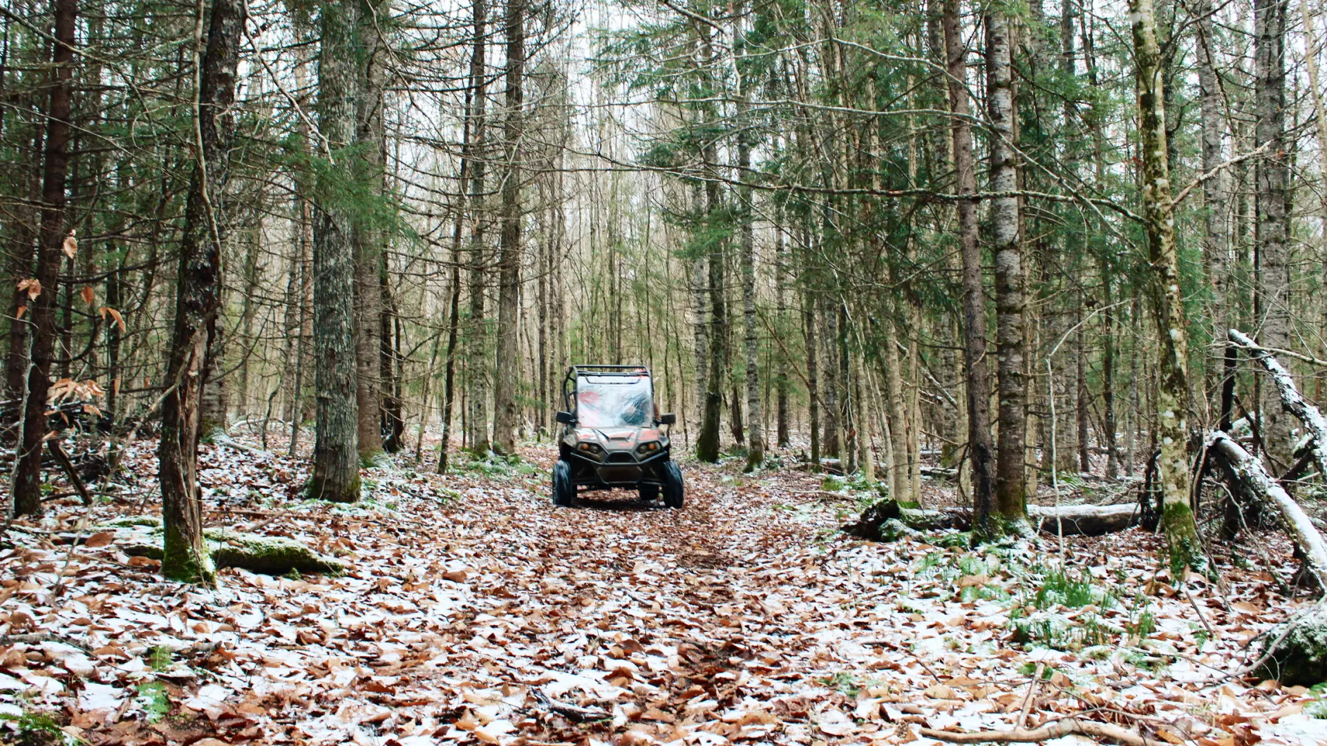 A low to the ground angle of a side by side on a path through tall trees with snow collected in fallen leaves