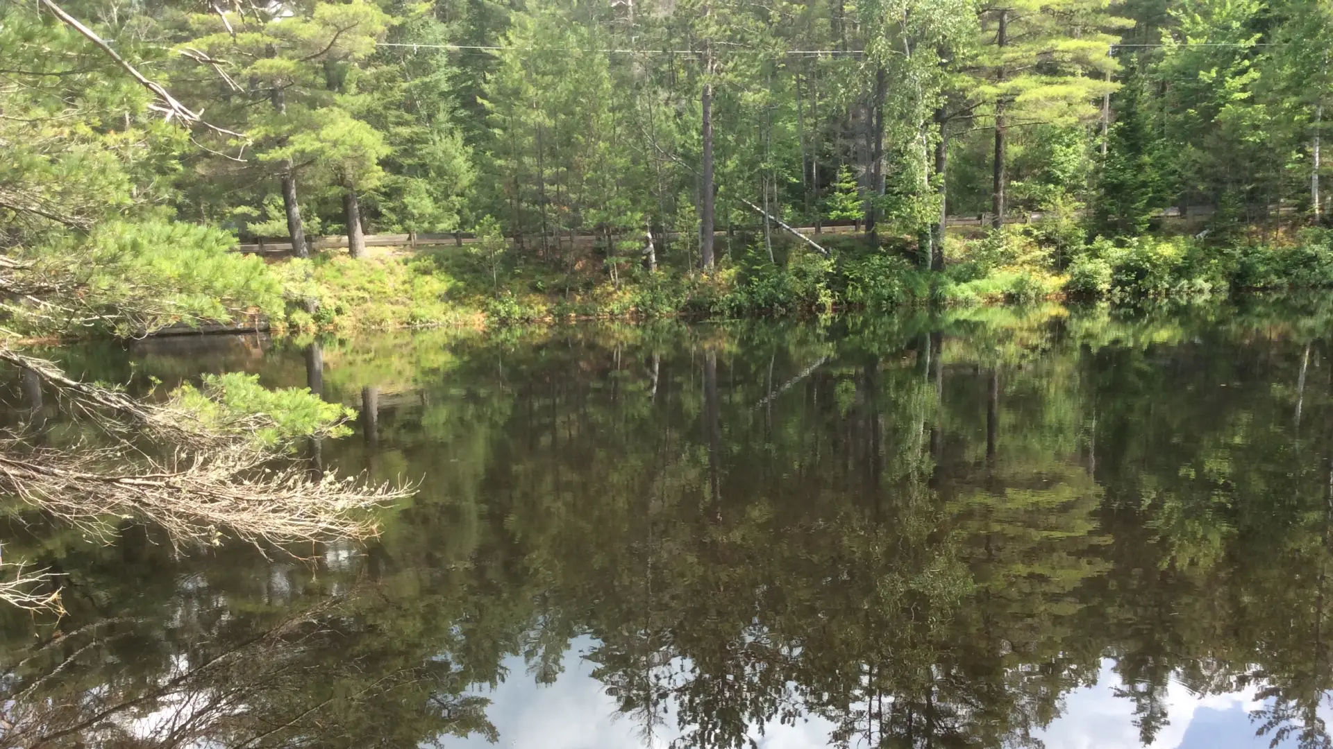 A pond reflects the trees on its bank