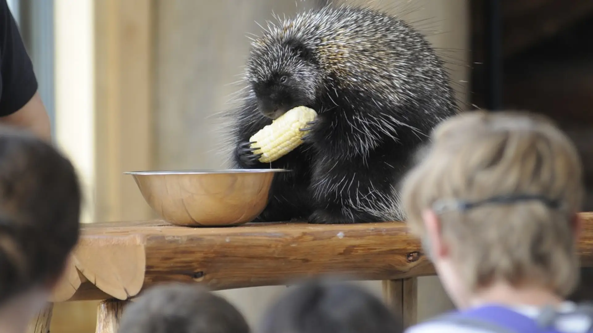 The Wild Center's porcupine perched on a split log eats corn on the cob