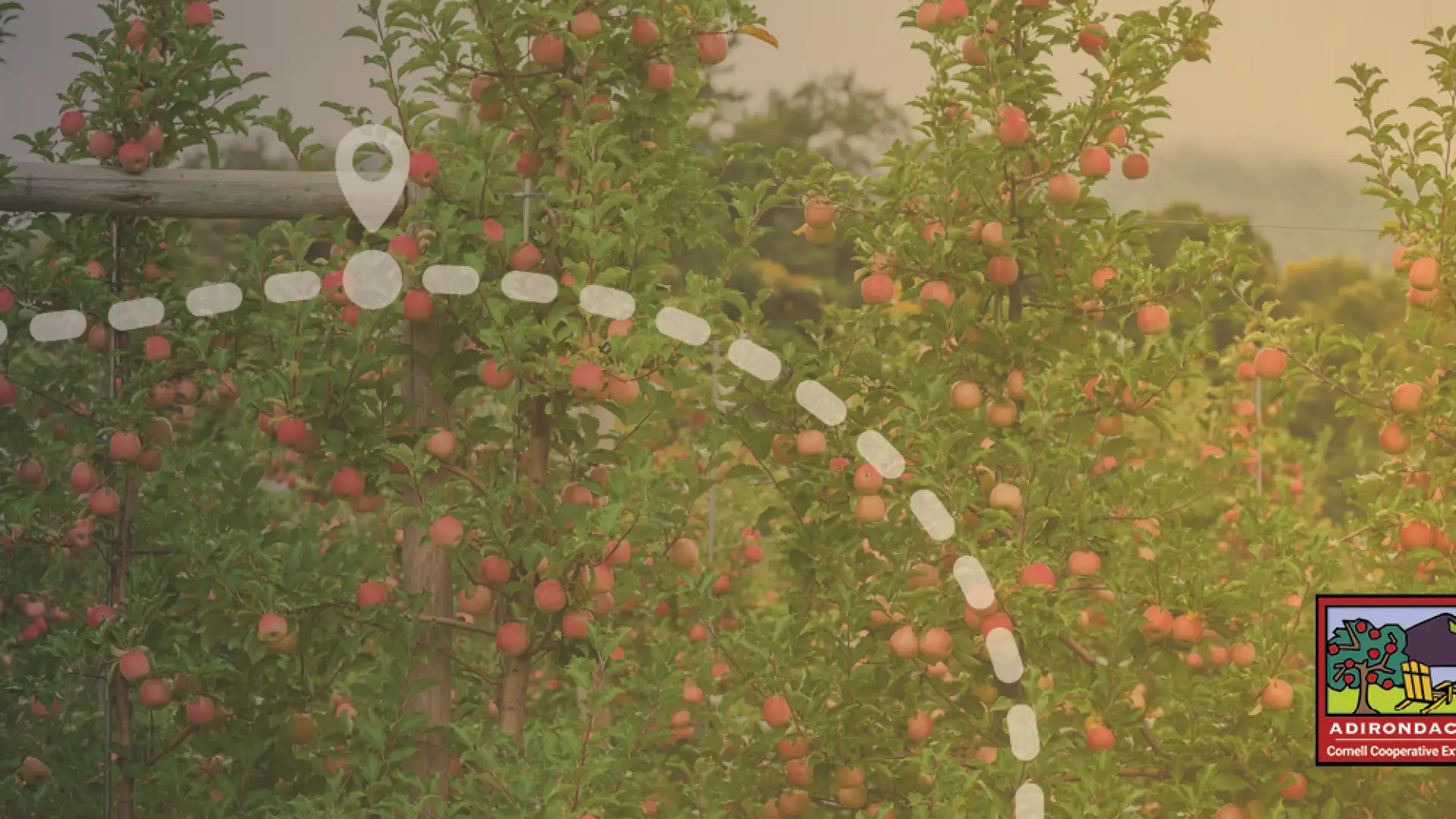 A graphic of an apple orchard. 