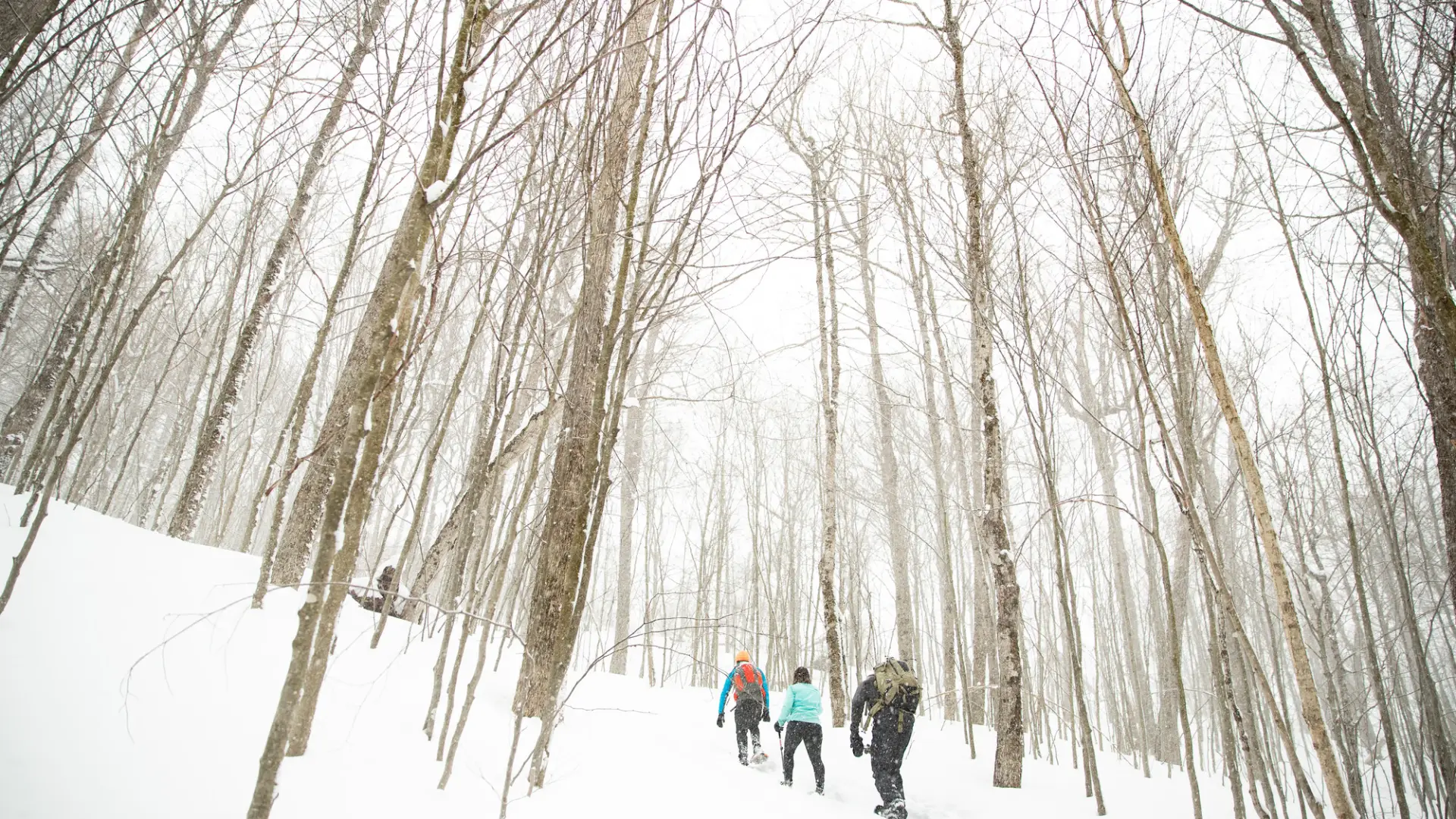 A few people snowshoeing in the forest.