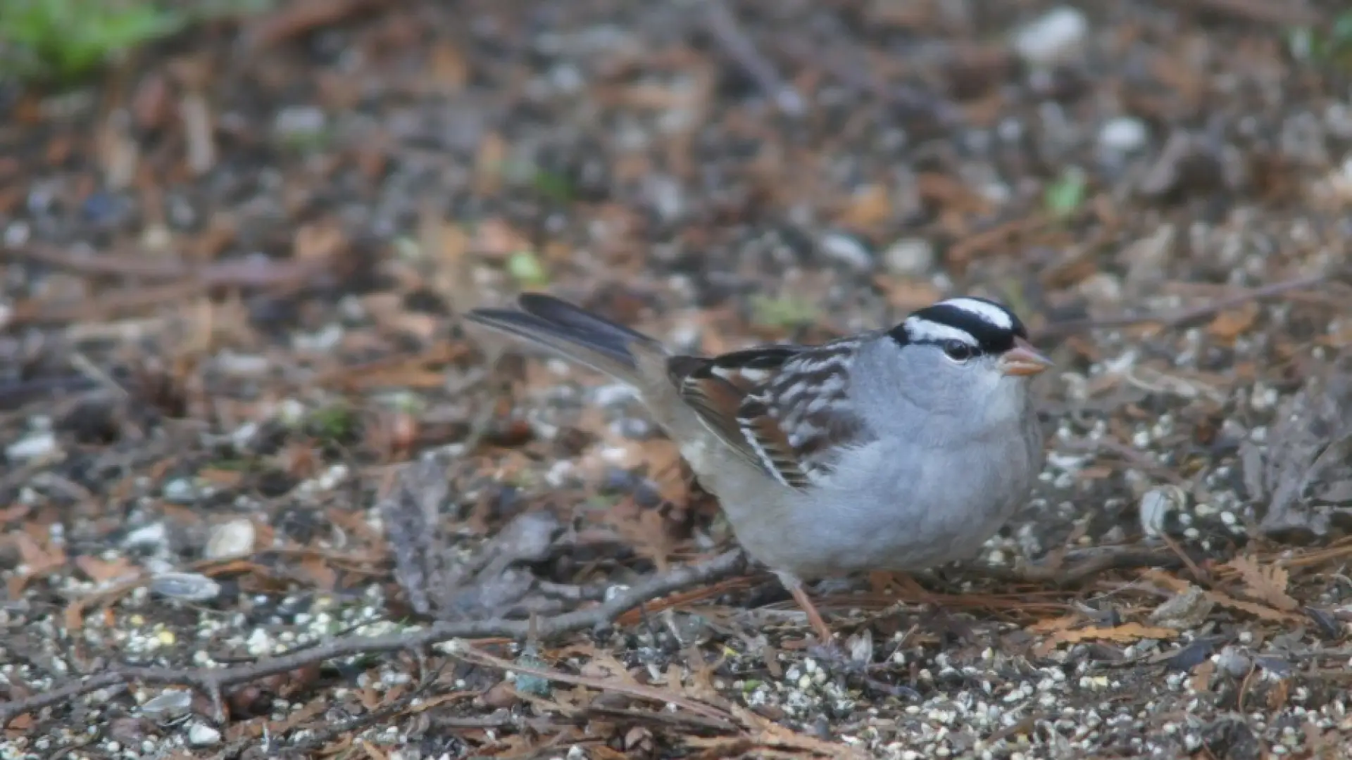 White-crowned Sparrow - Lake Placid, NY