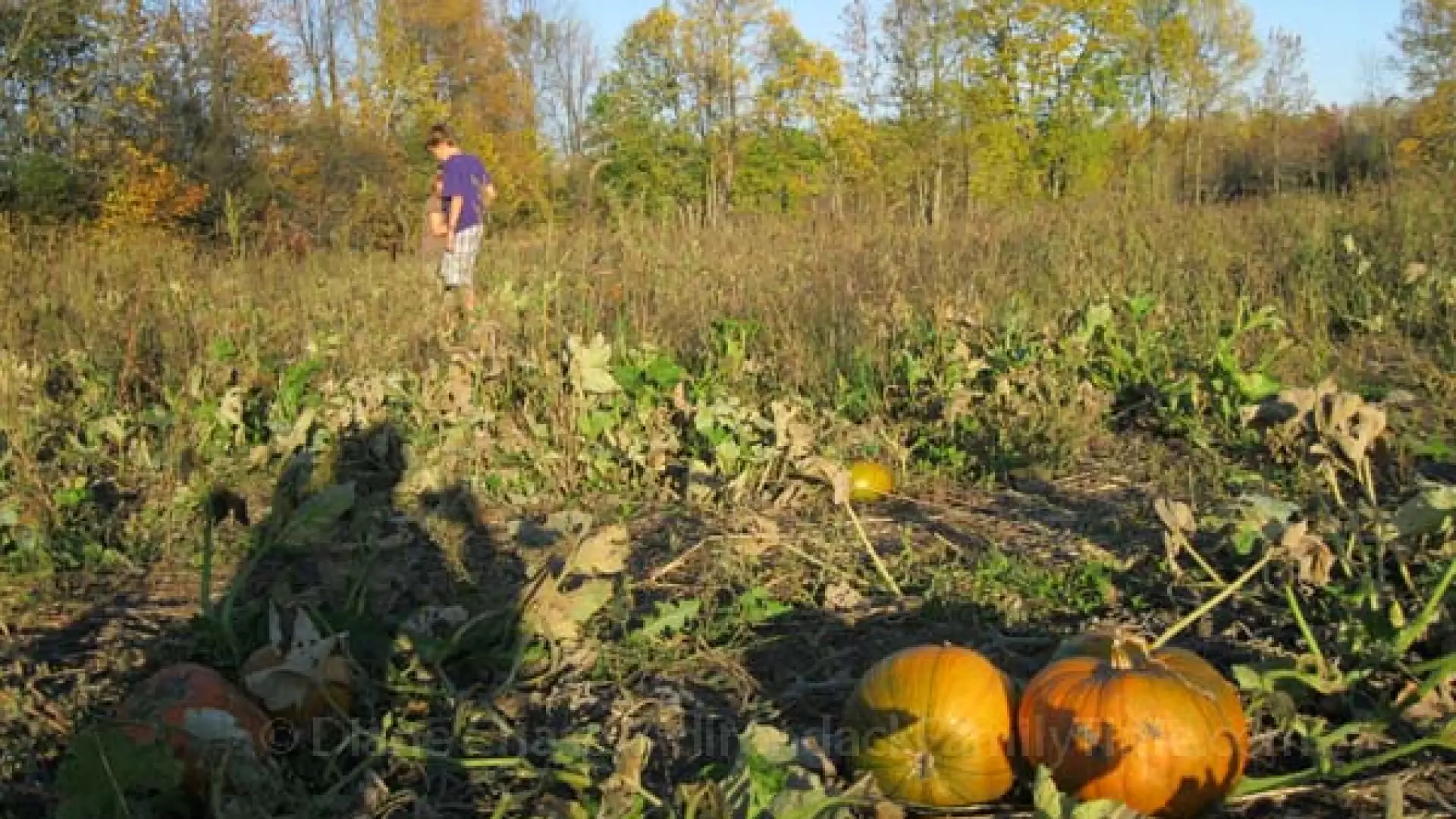 pumpkin patch