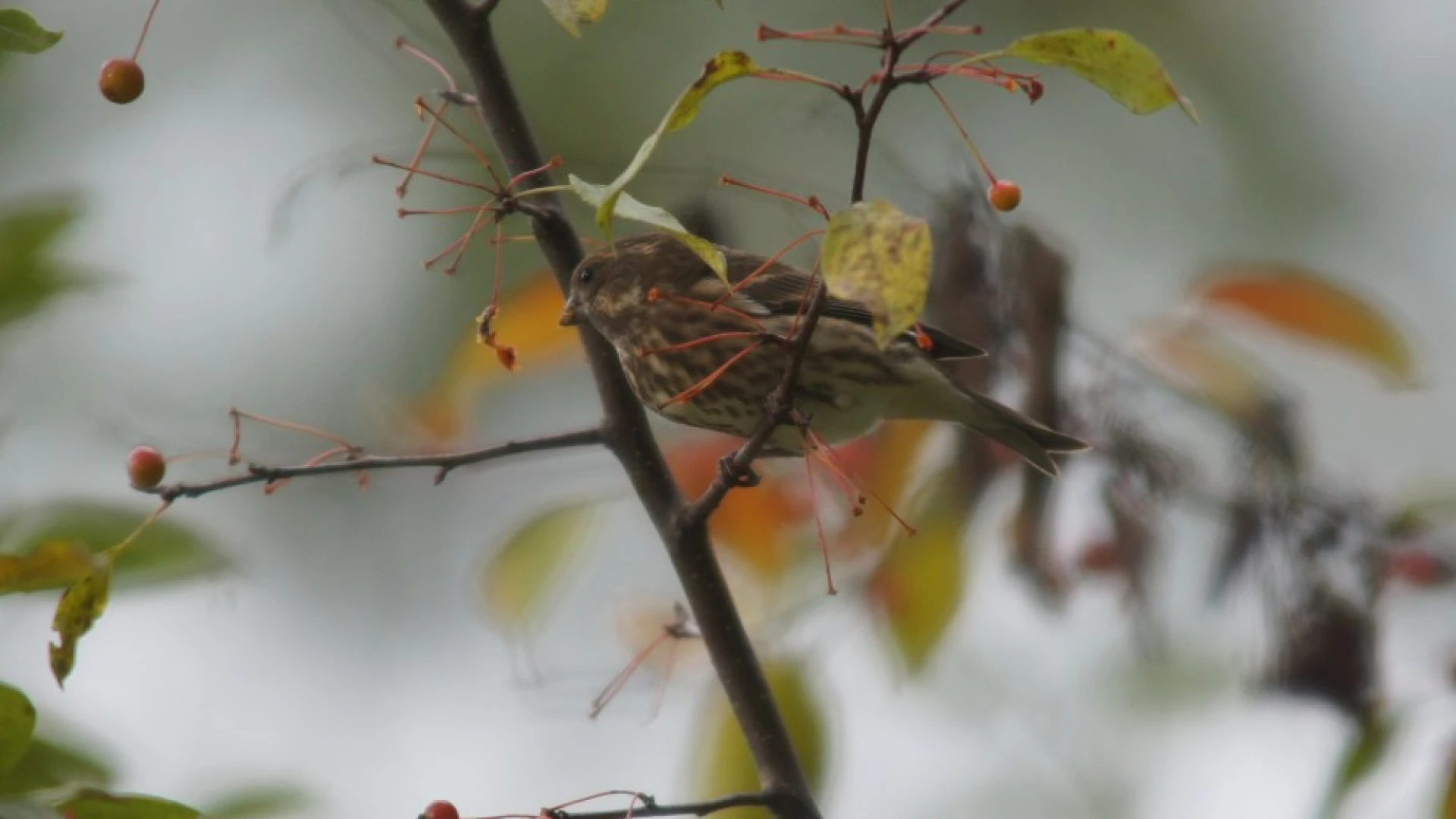purple finch