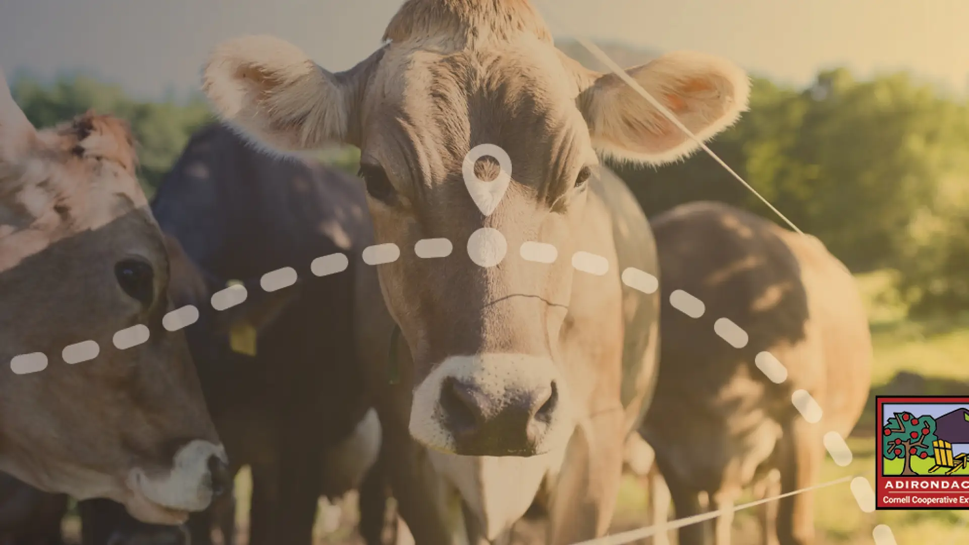 A herd of brown cows look at a camera. 