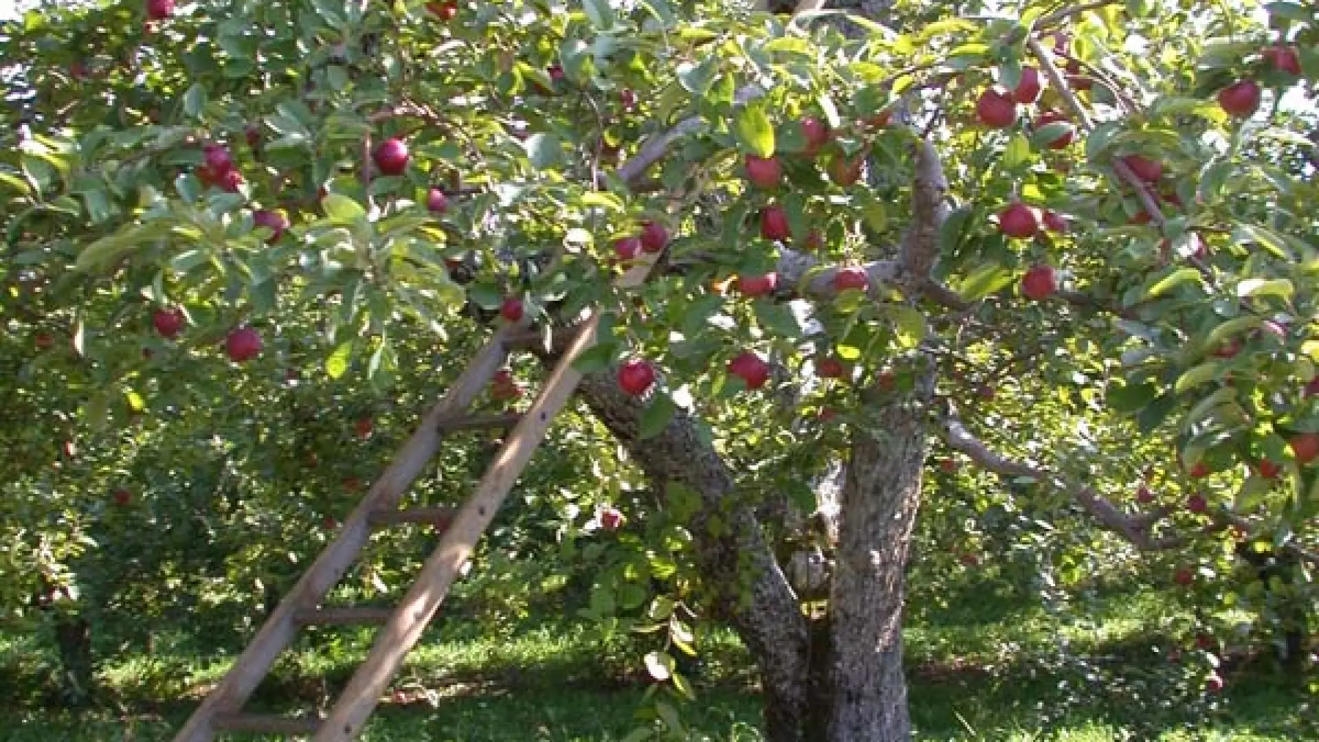 apples at Banker's Orchard