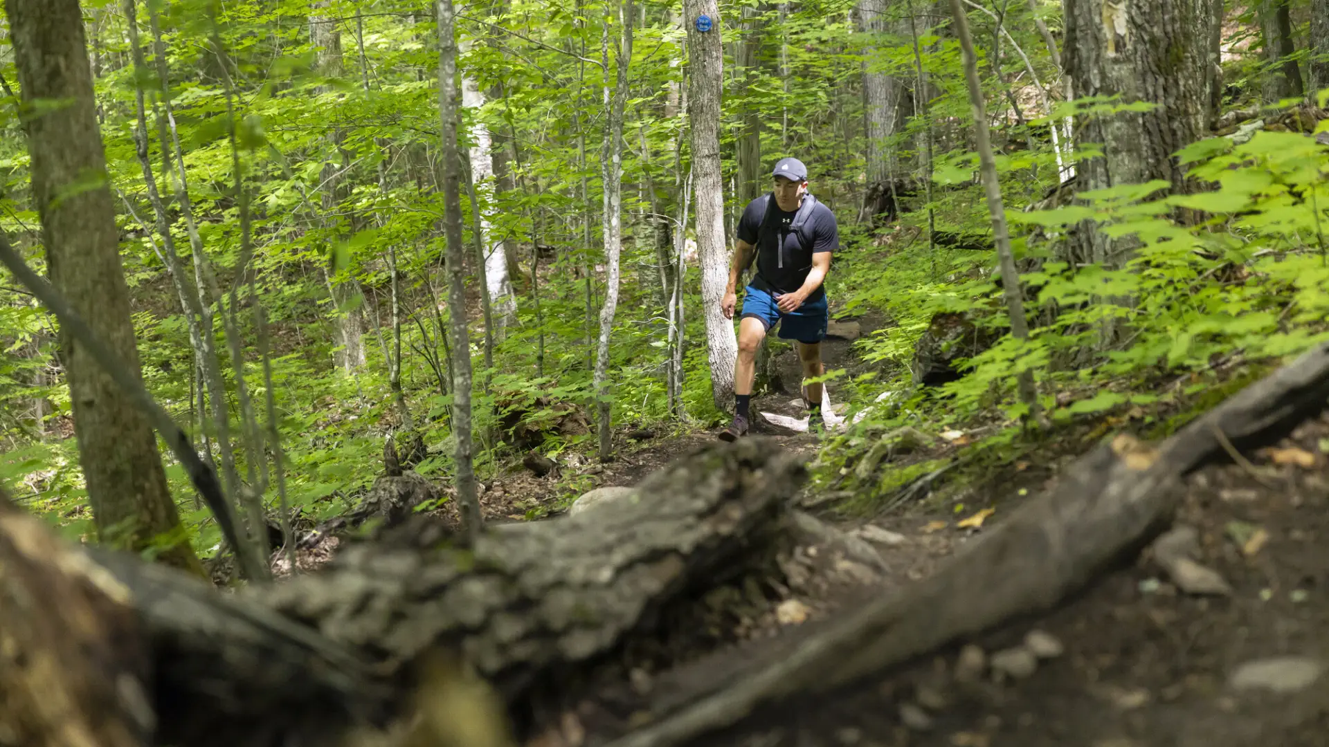 A hiker walks through green forest.