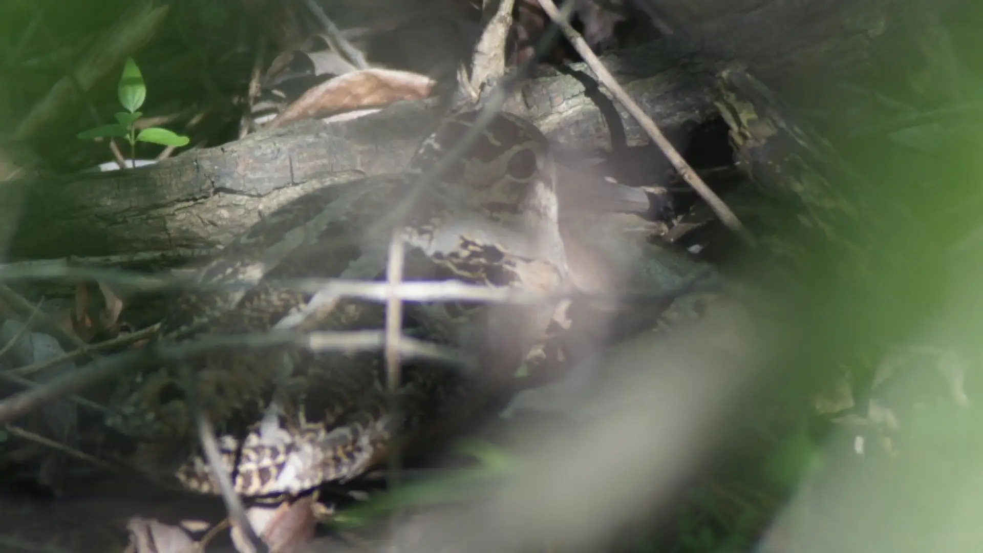 woodcock - Ohio